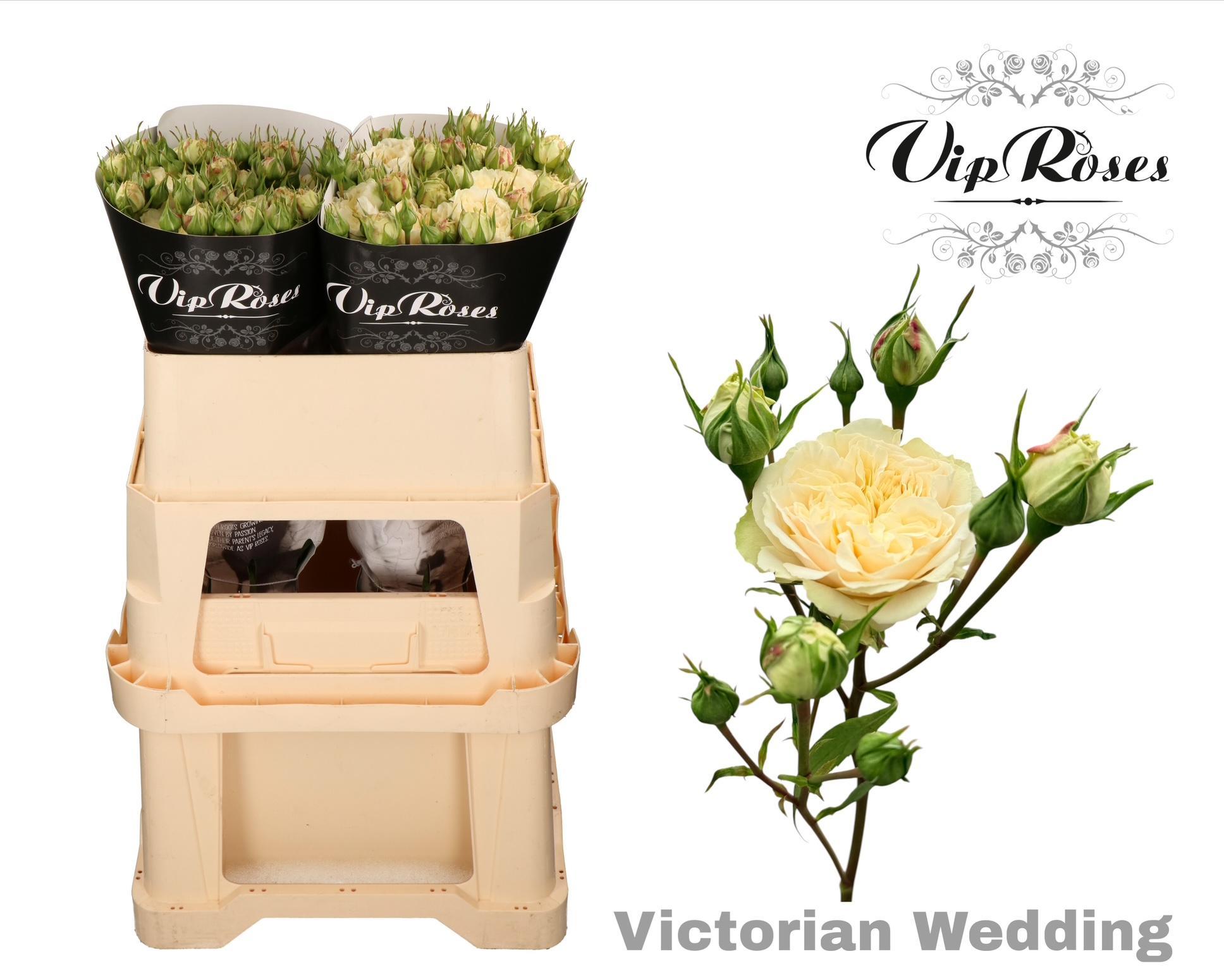 R Tr Victor Wedding+ 70 cm