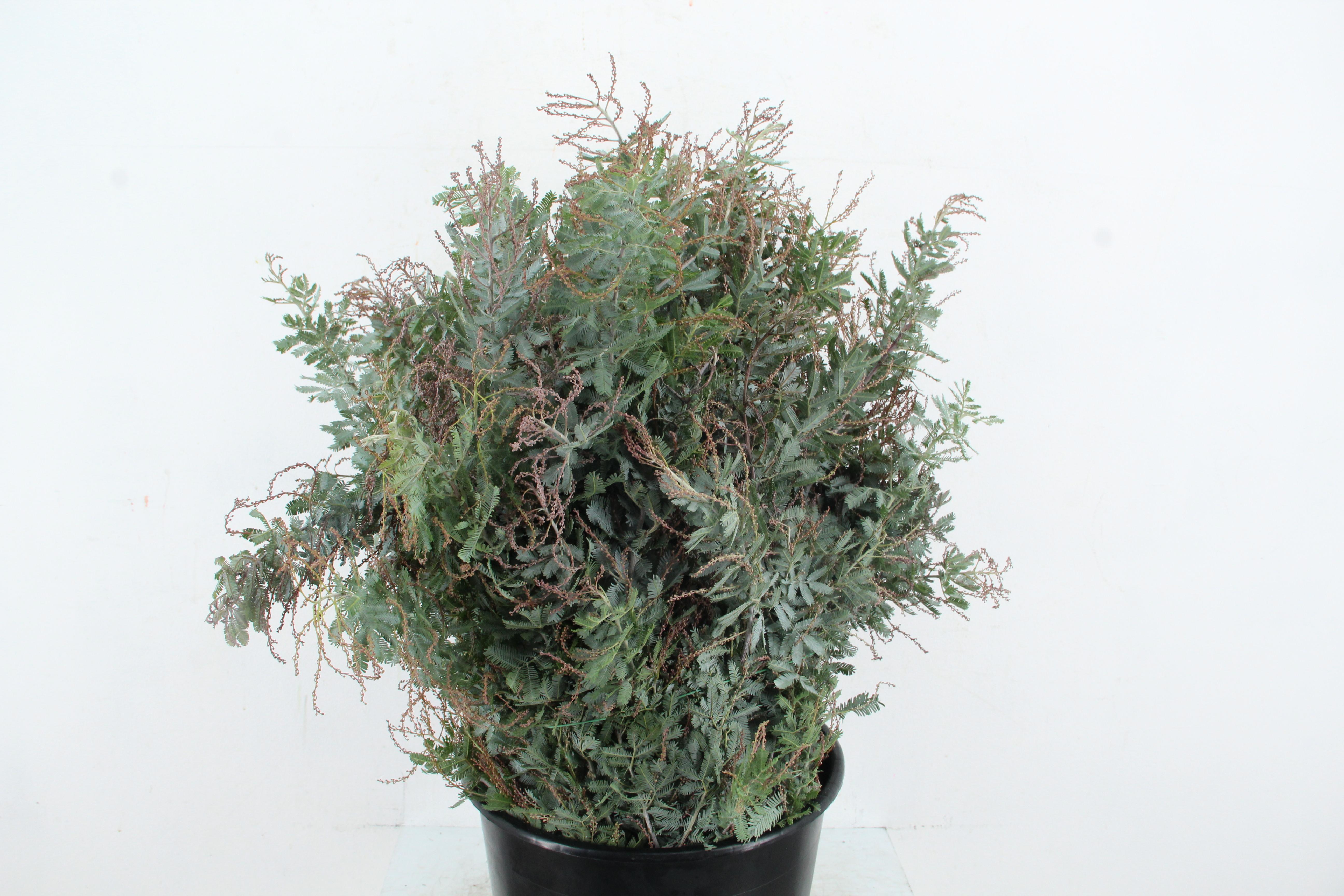 Acacia Baileyana Purpurea Per Bunch 60cm 200gr.