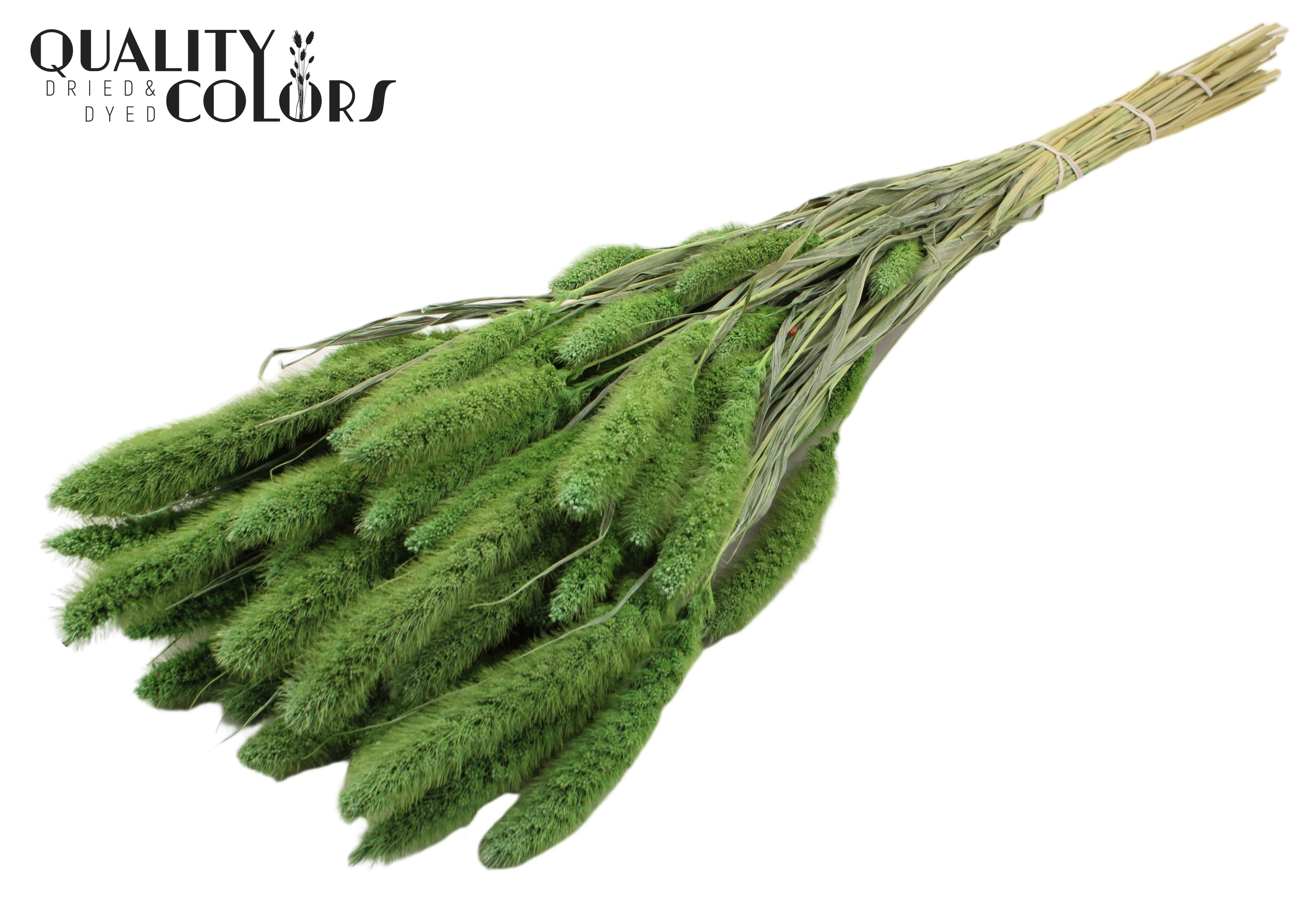 Setaria Frosted Mint Green Per Bunch 70cm