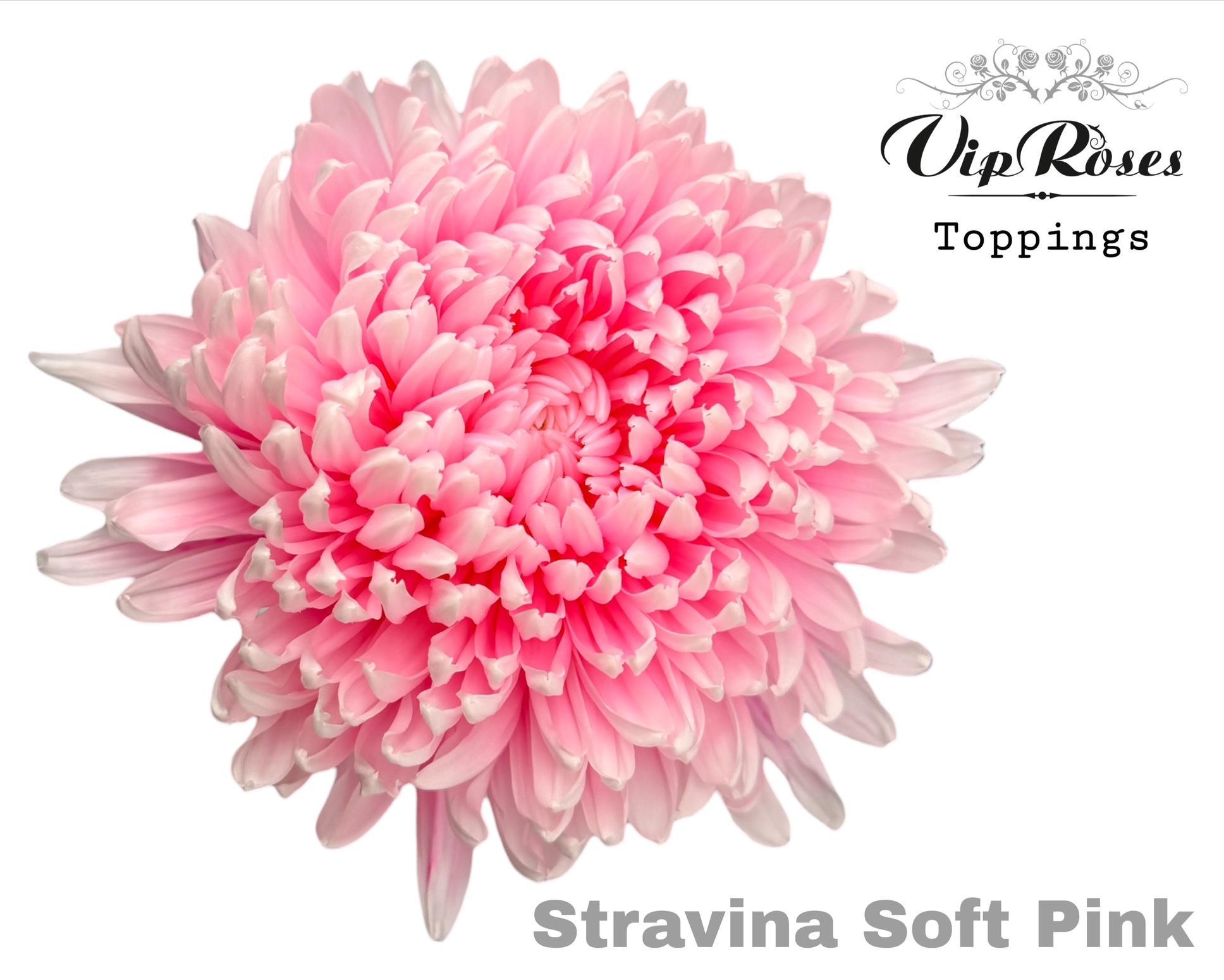 Chr G Stravina Soft Pink 65 cm