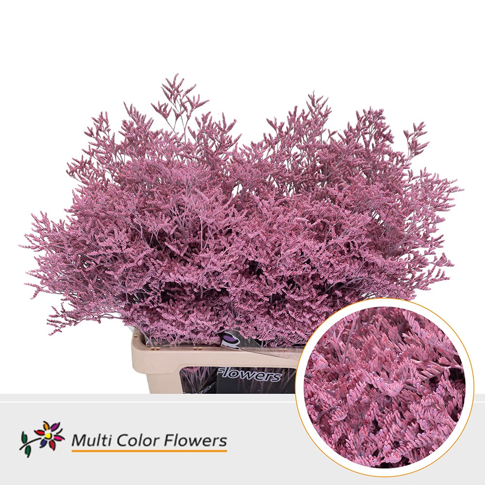 Limonium Painted Light Pink 70cm 30gr.