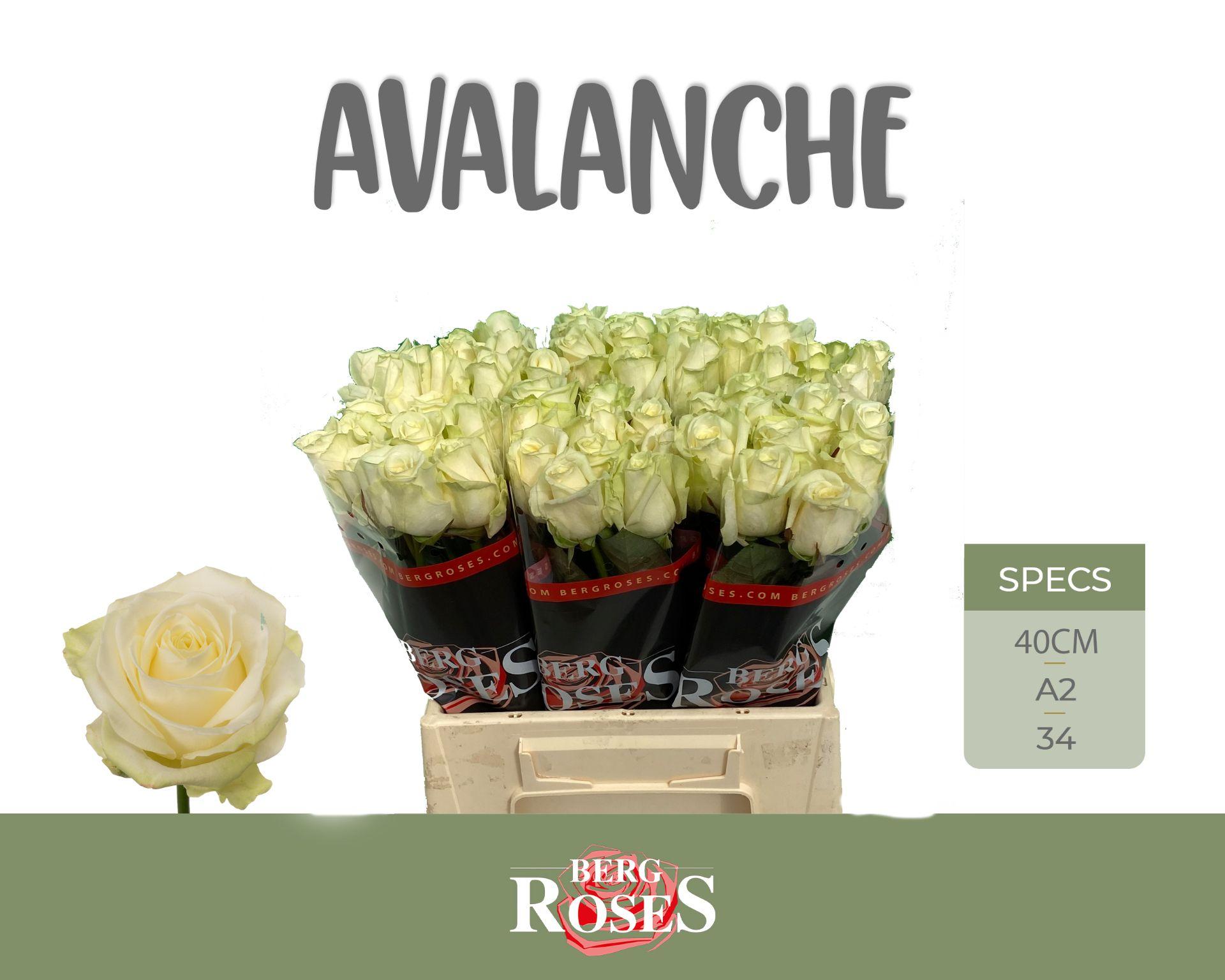 Rosa Avalanche 40cm