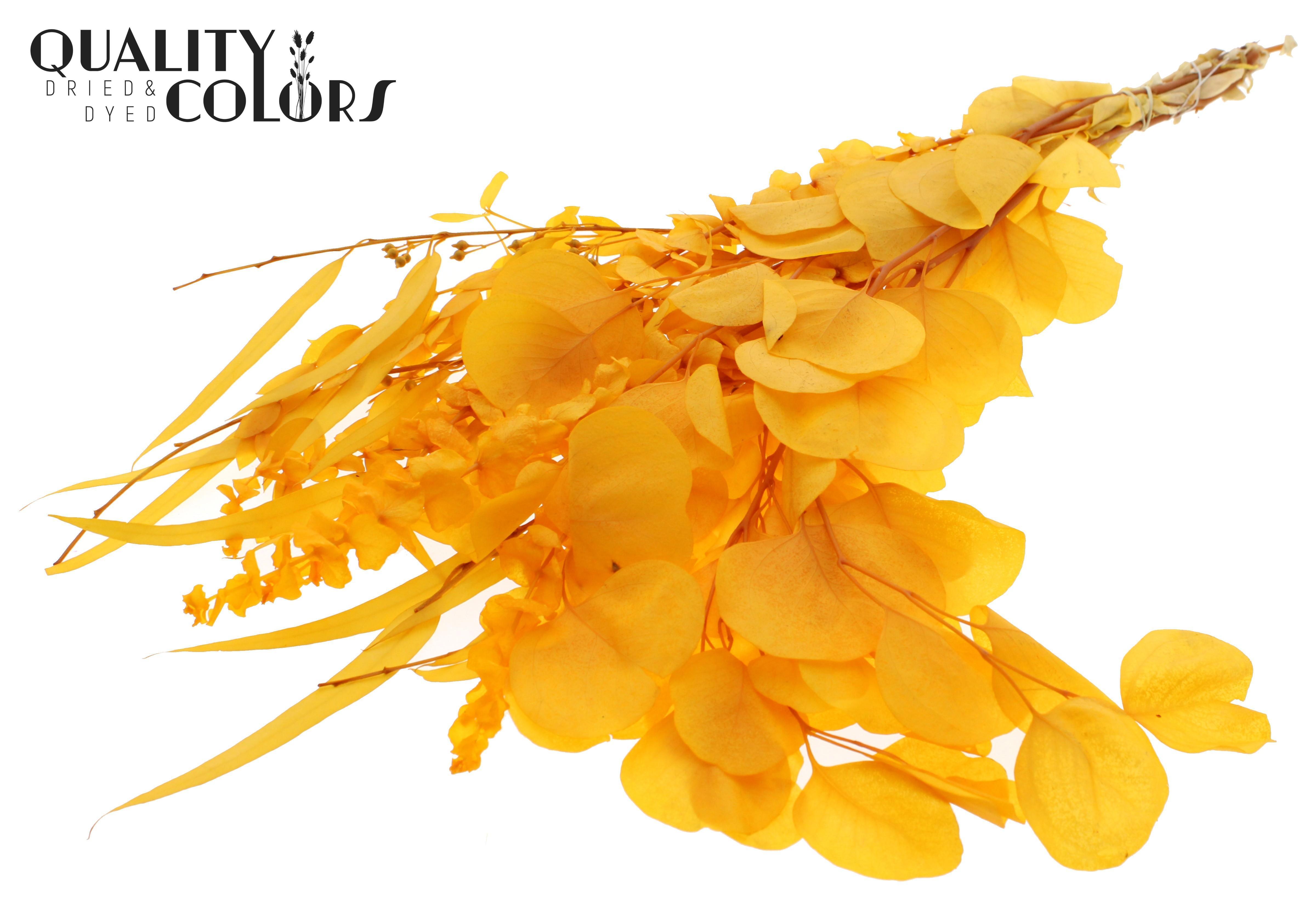 Eucalyptus Apricot Mix Per Bunch 65cm 150gr.