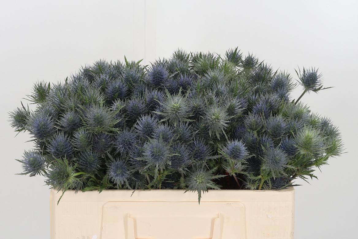 Eryngium Overig