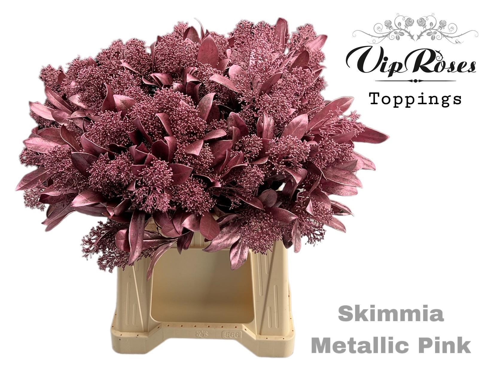 Skimmia Painted Metallic Rose Per Bunch 45cm