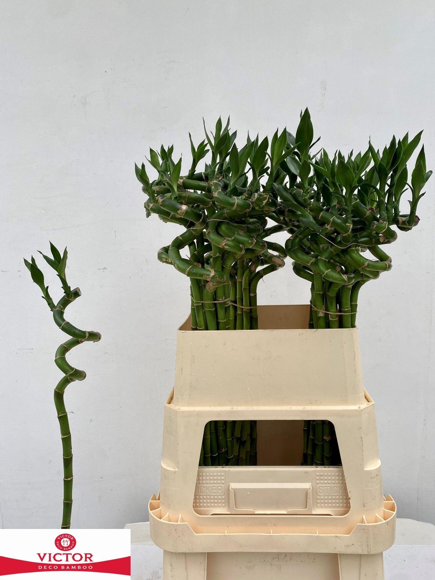 Drac Bamboo Spiraal 80 Cm
