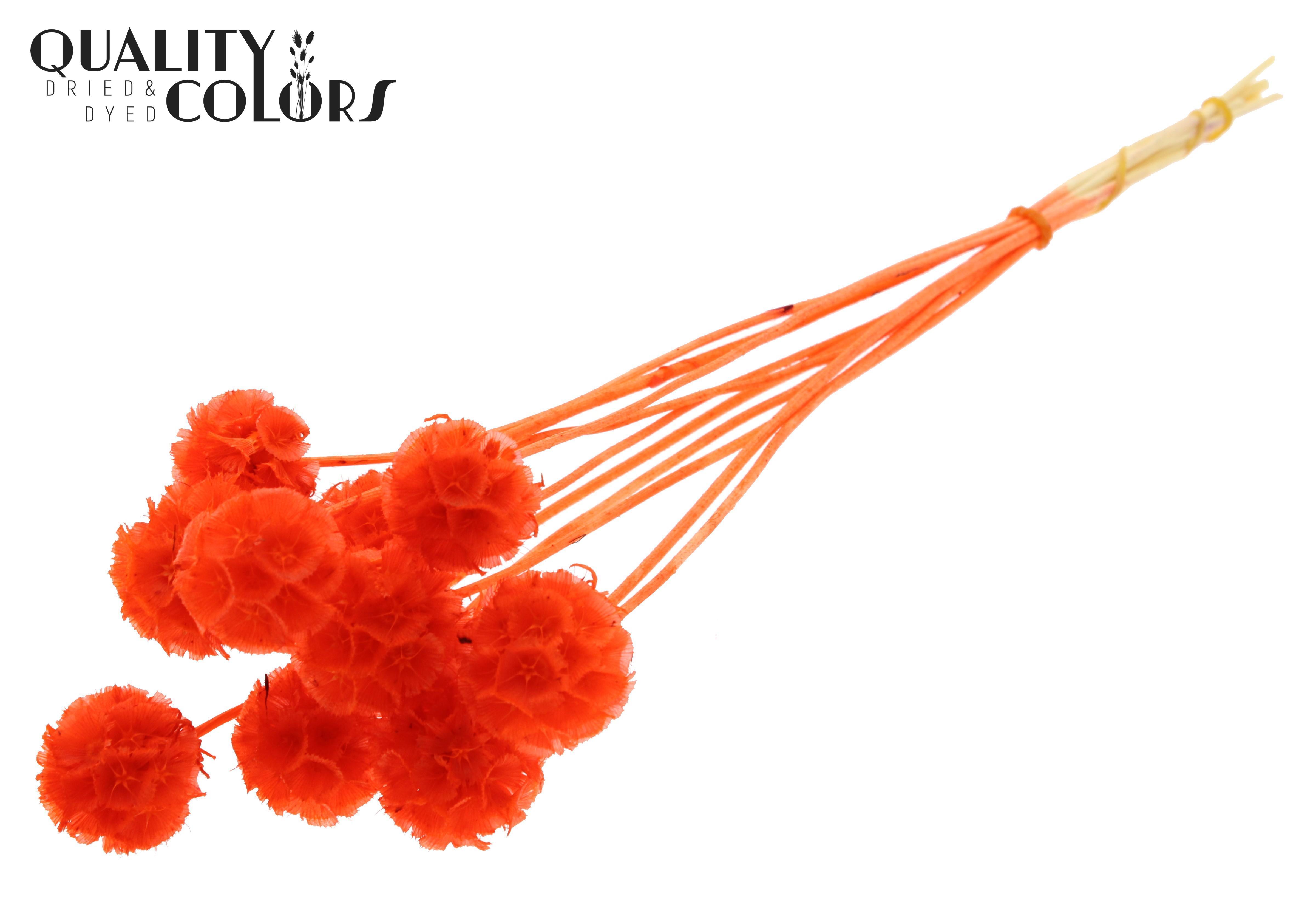 Scabiosa Coral Per Bunch 35cm