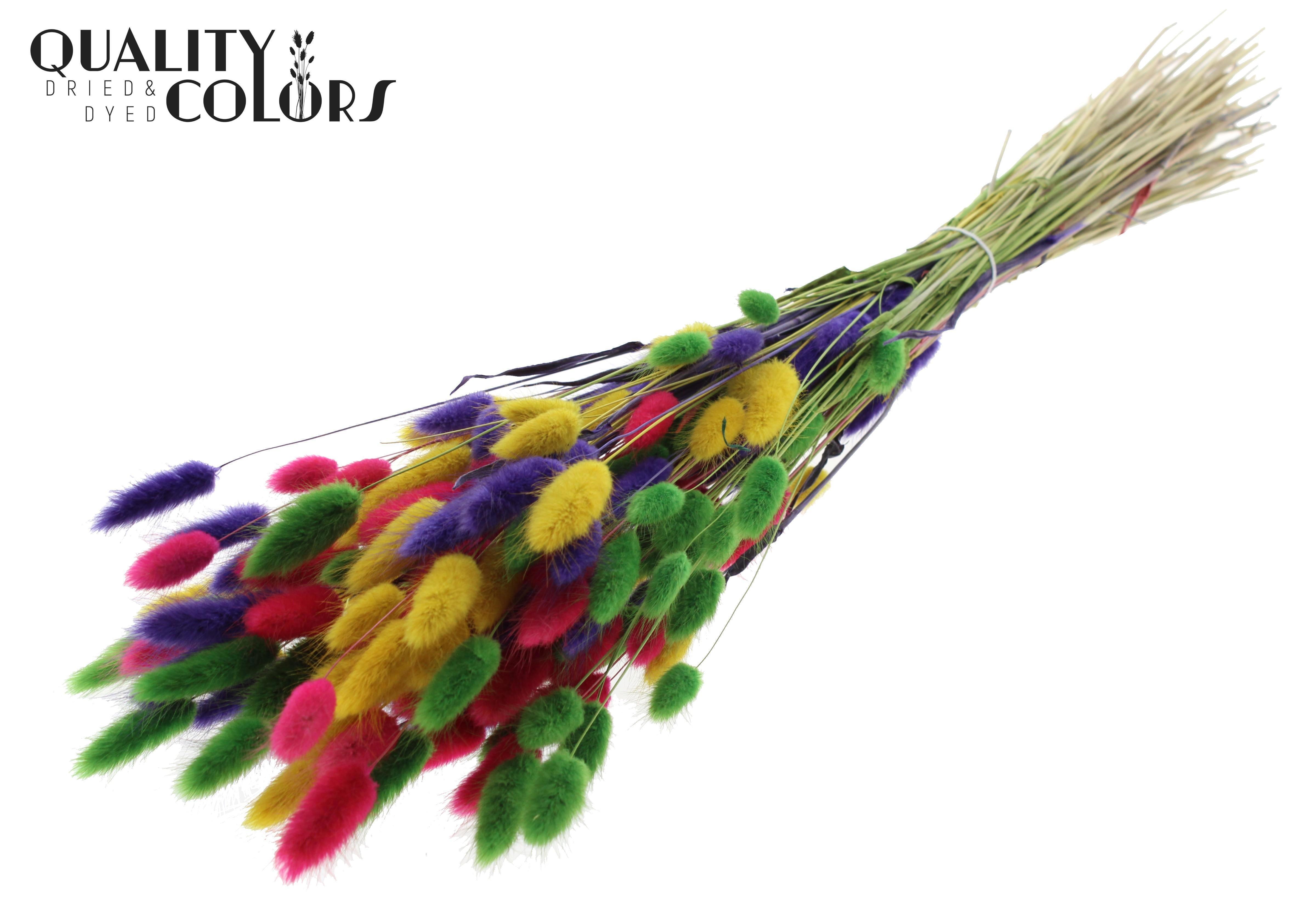 Lagurus Colourful 2 Per Bunch 70cm