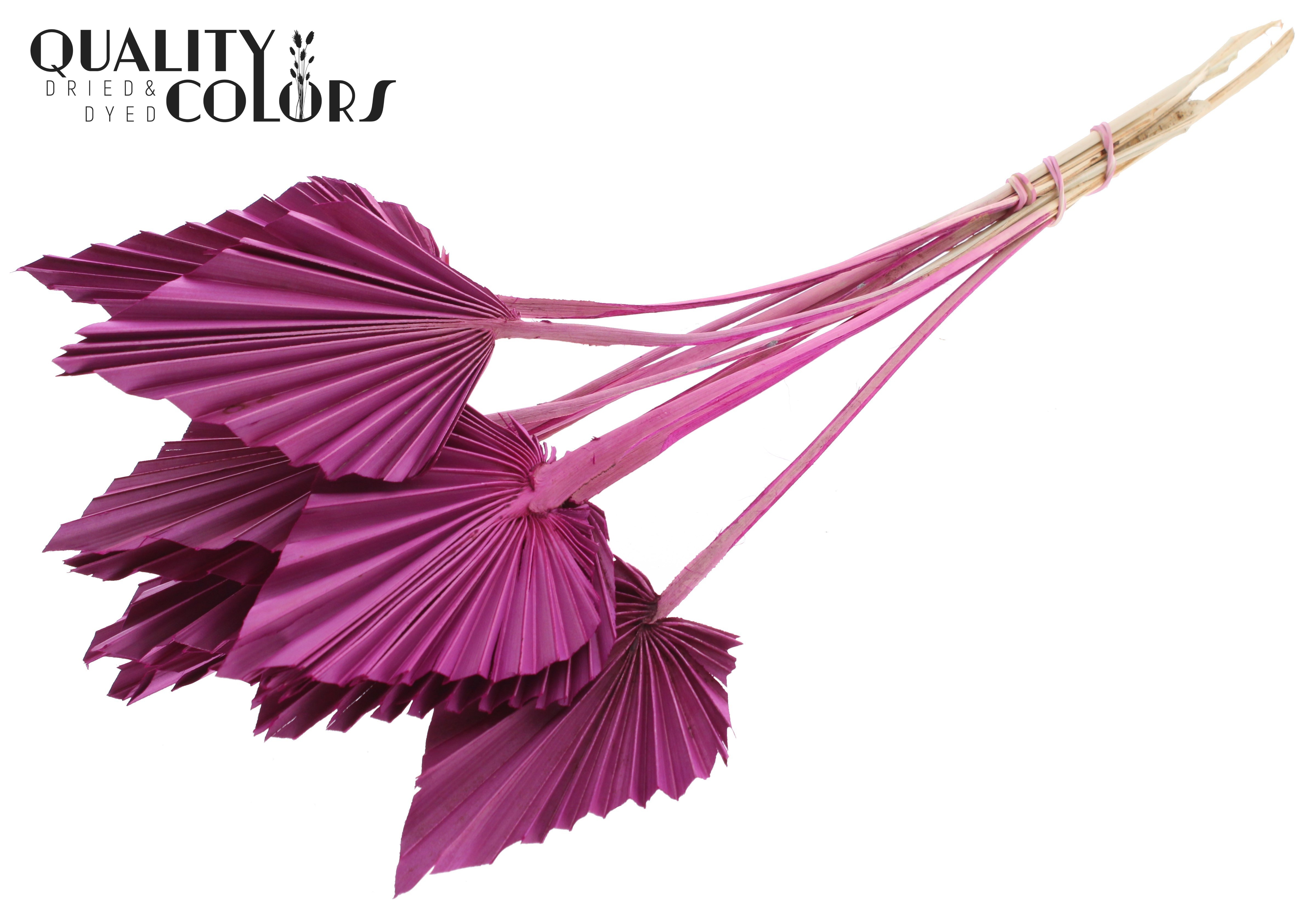 Palm Spear Lilac 50cm