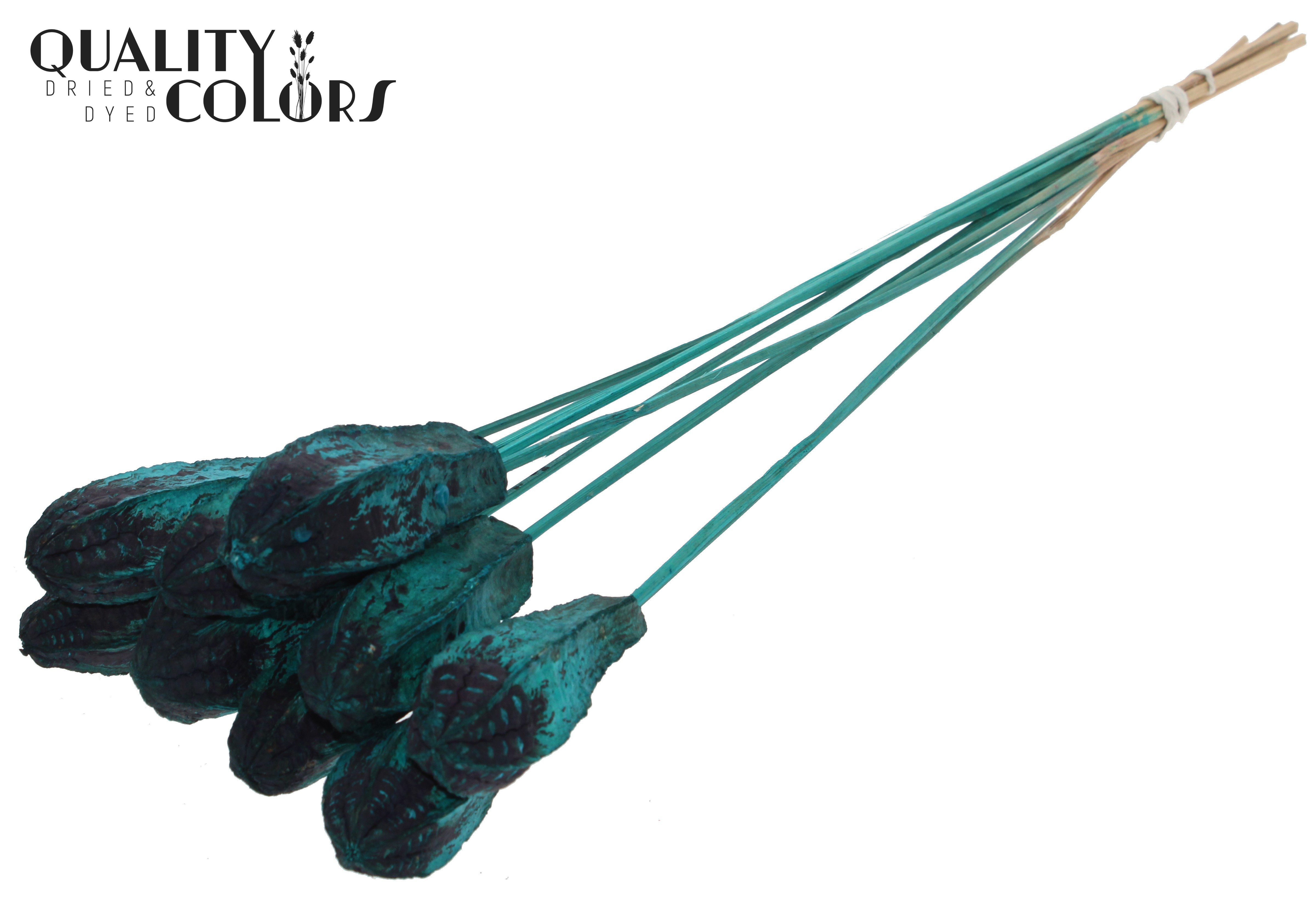 Mehogani Turquoise 50cm