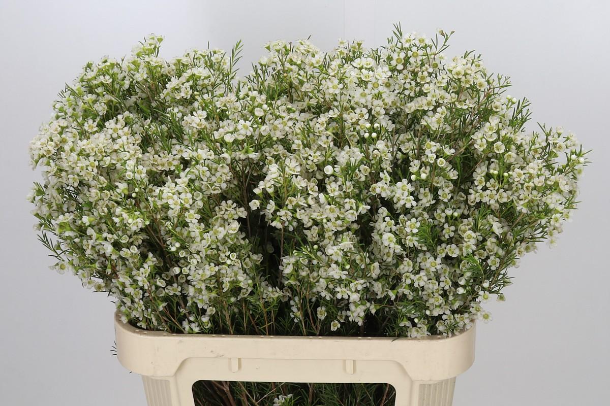 Chamelaucium Ofir