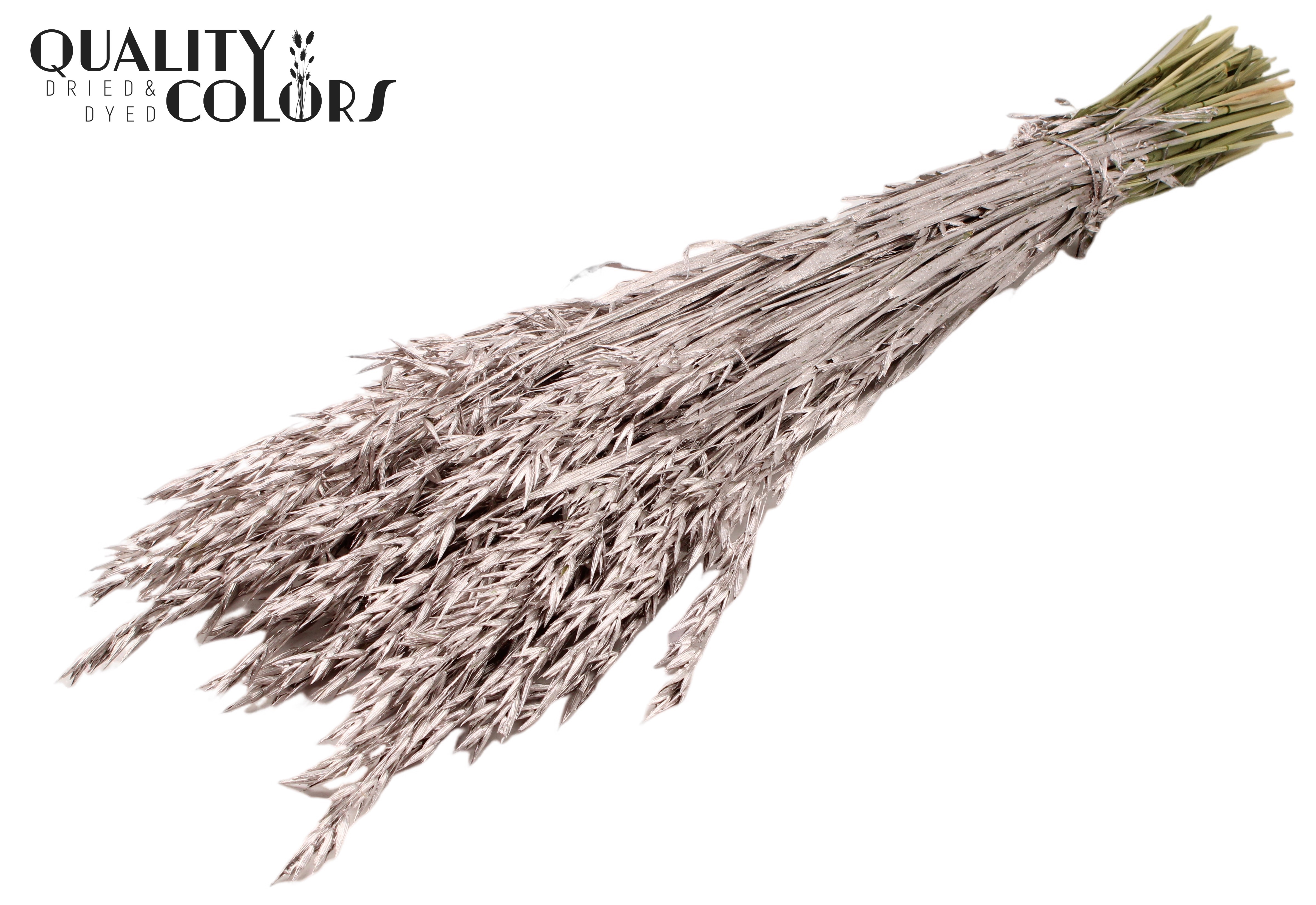 Avena Champagne Per Bunch 60cm