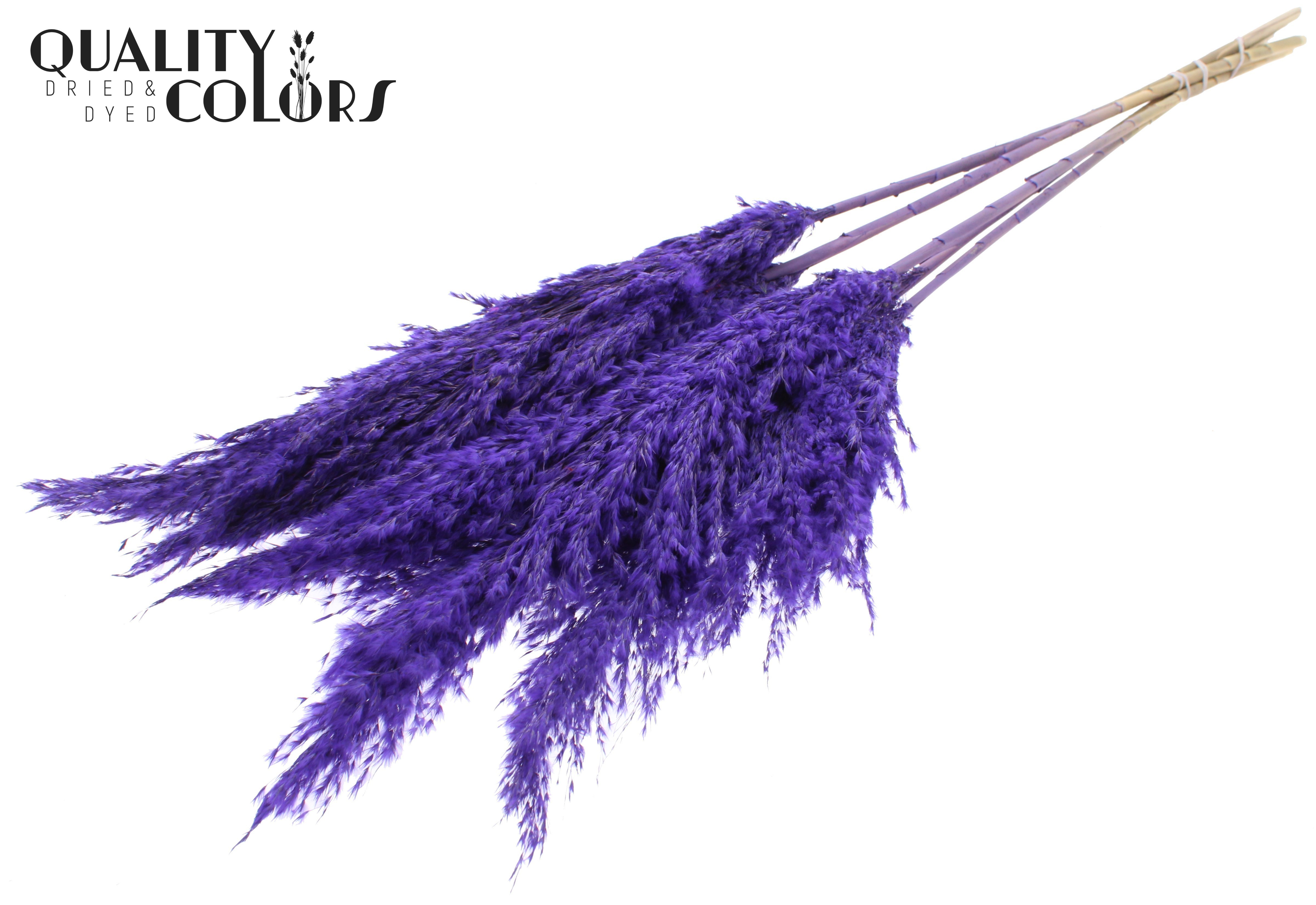 Pampas Grass Frosted Purple Per Bunch 100cm