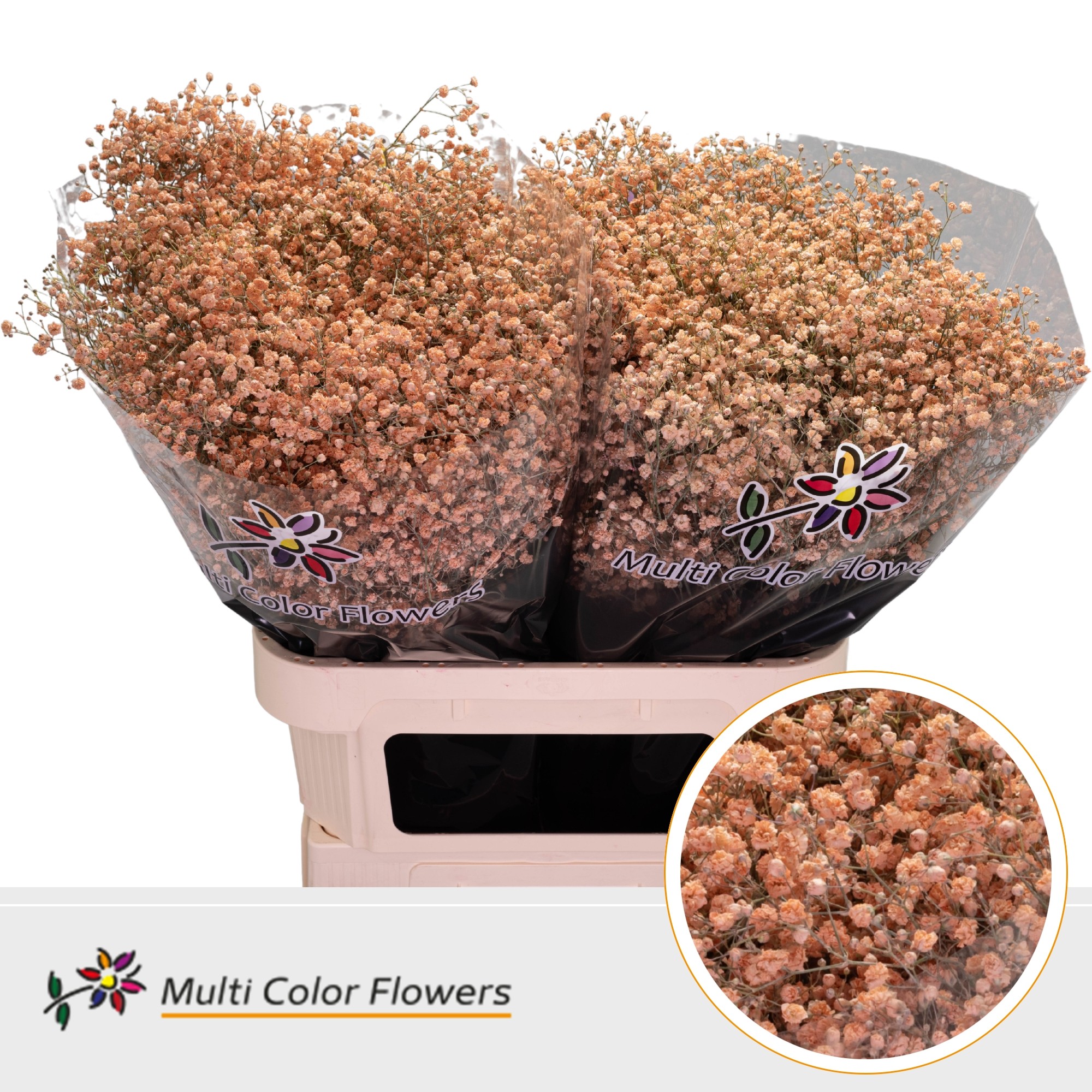 Gypsophila Painted Xlence Apricot 80cm