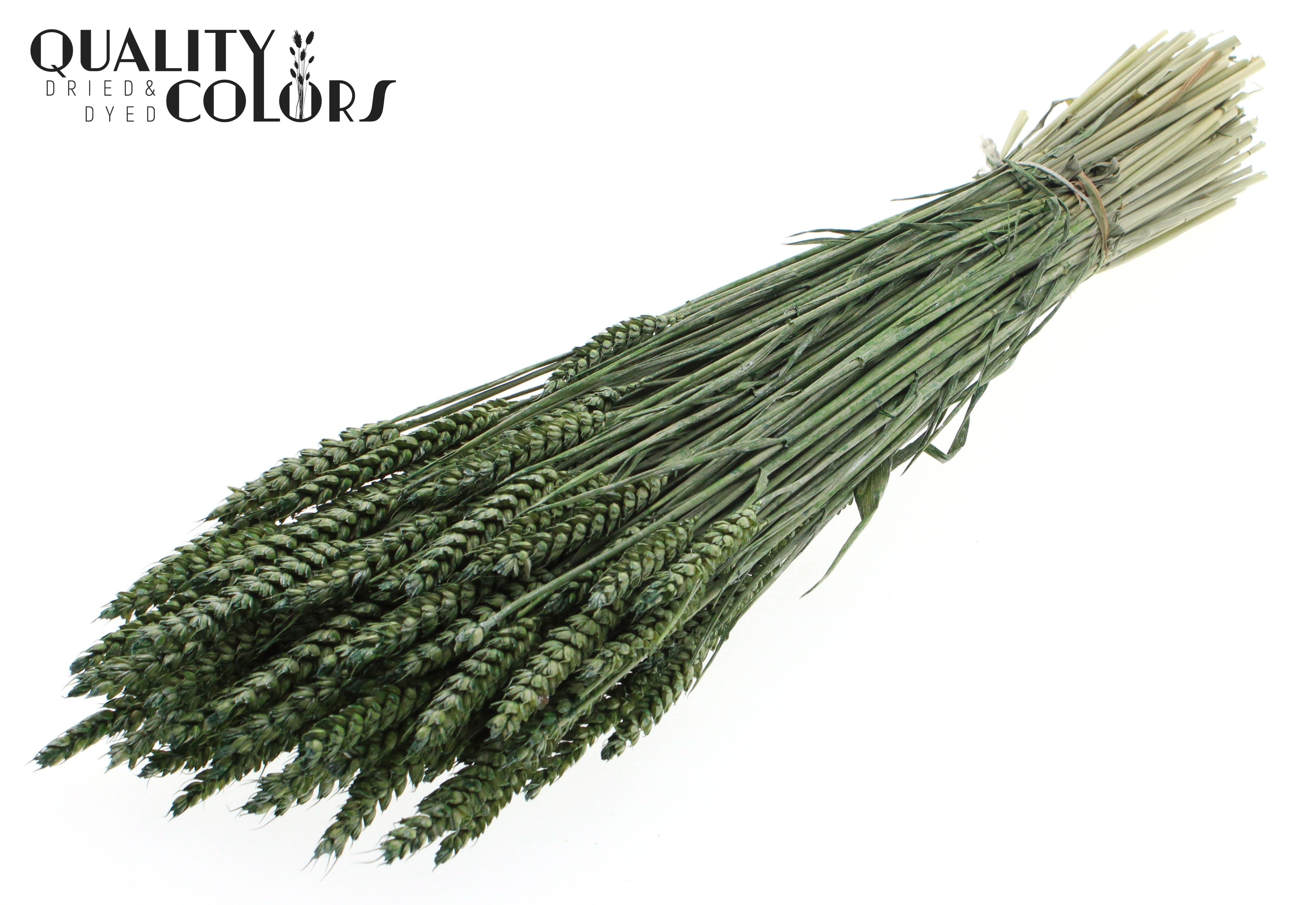Triticum Pearl Green Per Bunch 60cm