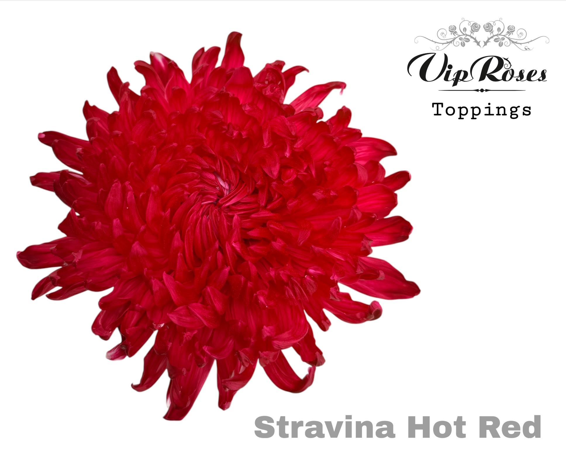 Chr G Stravina Hot Red 65 cm
