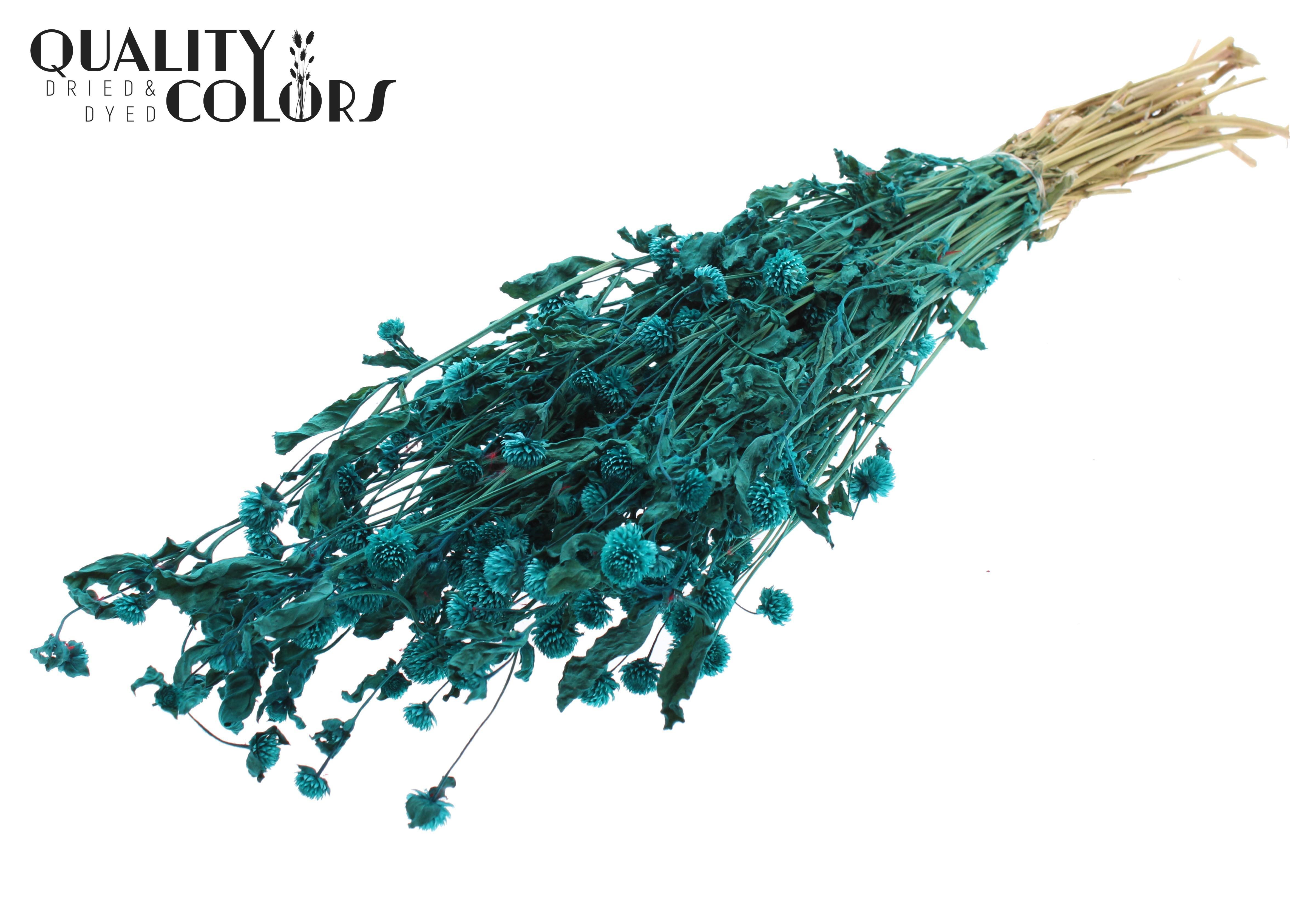 Gomphrena Globosa Turquoise Per Bunch 60cm