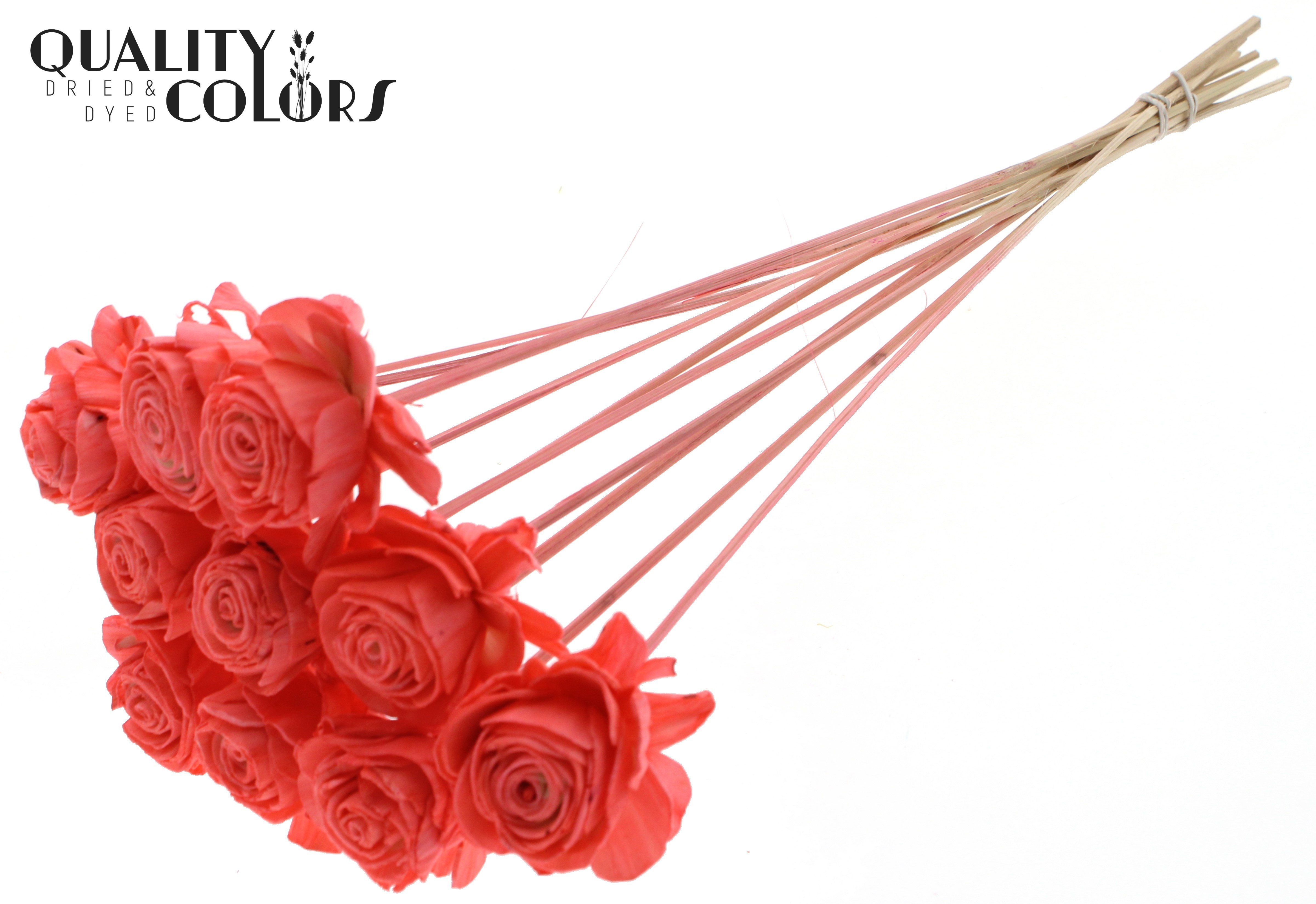 Shola Beauty Rose Coral 50cm