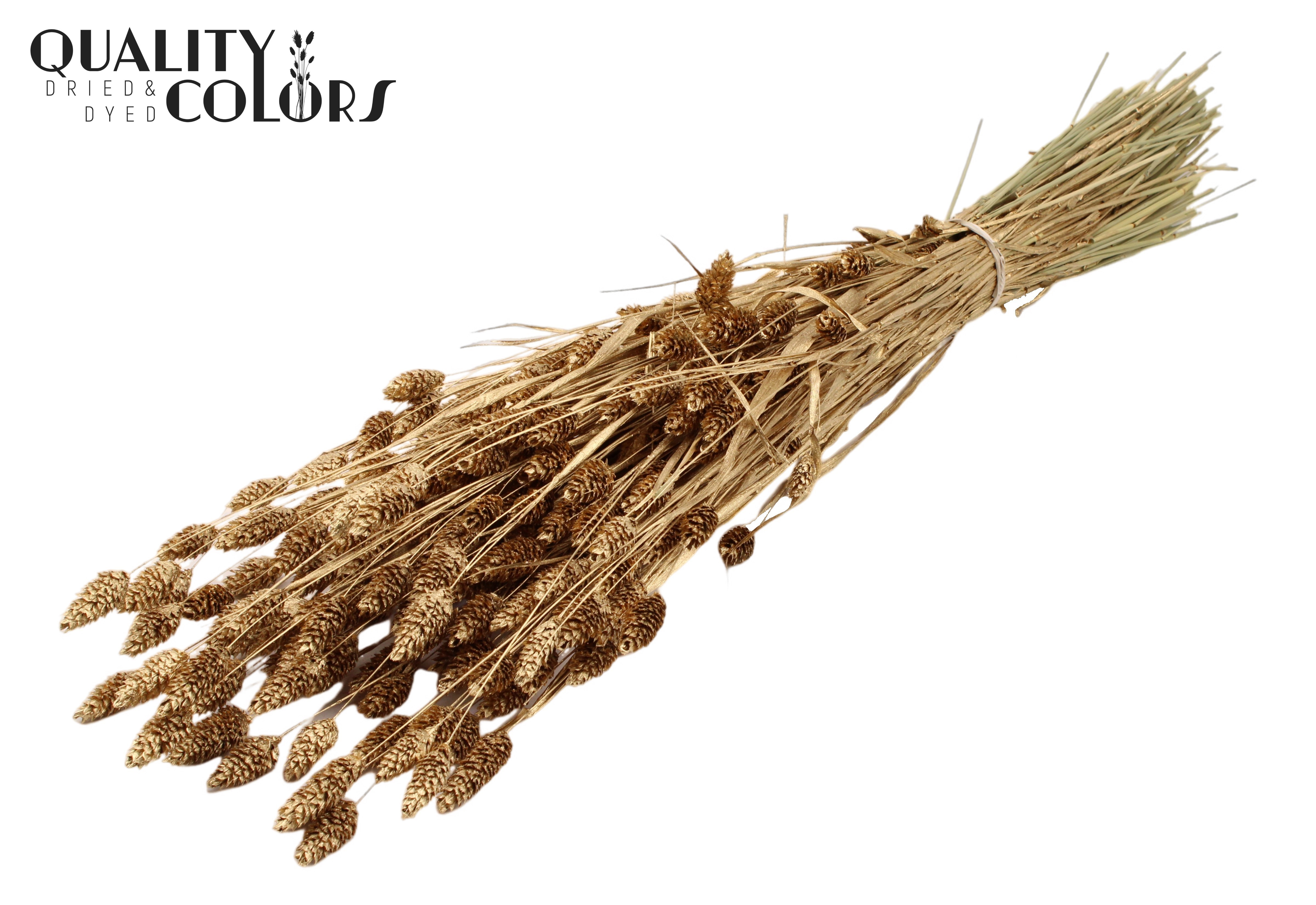 Phalaris Antique Gold Per Bunch 60cm 220gr.