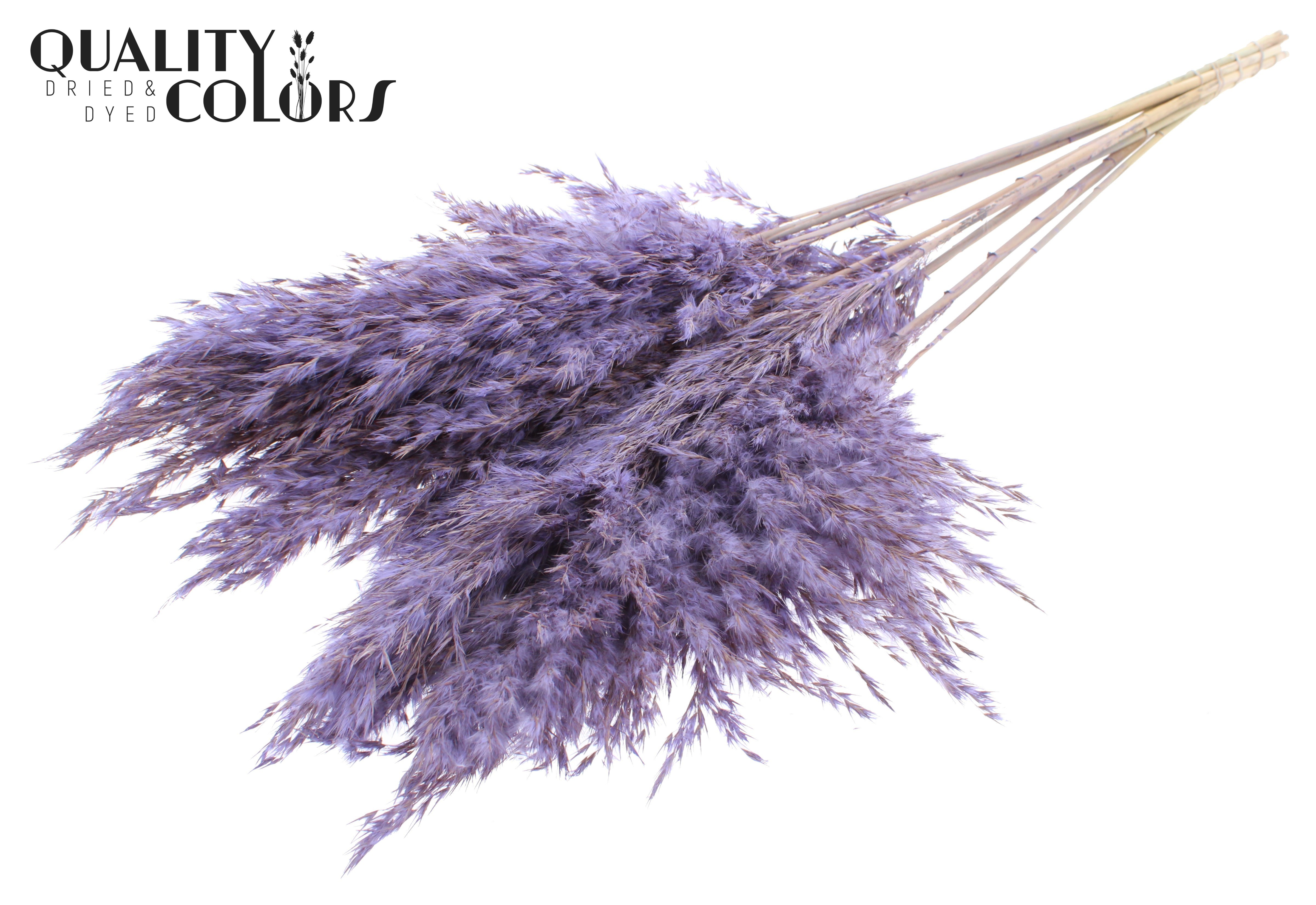 Pampas Grass Frosted Milka Per Bunch 70cm