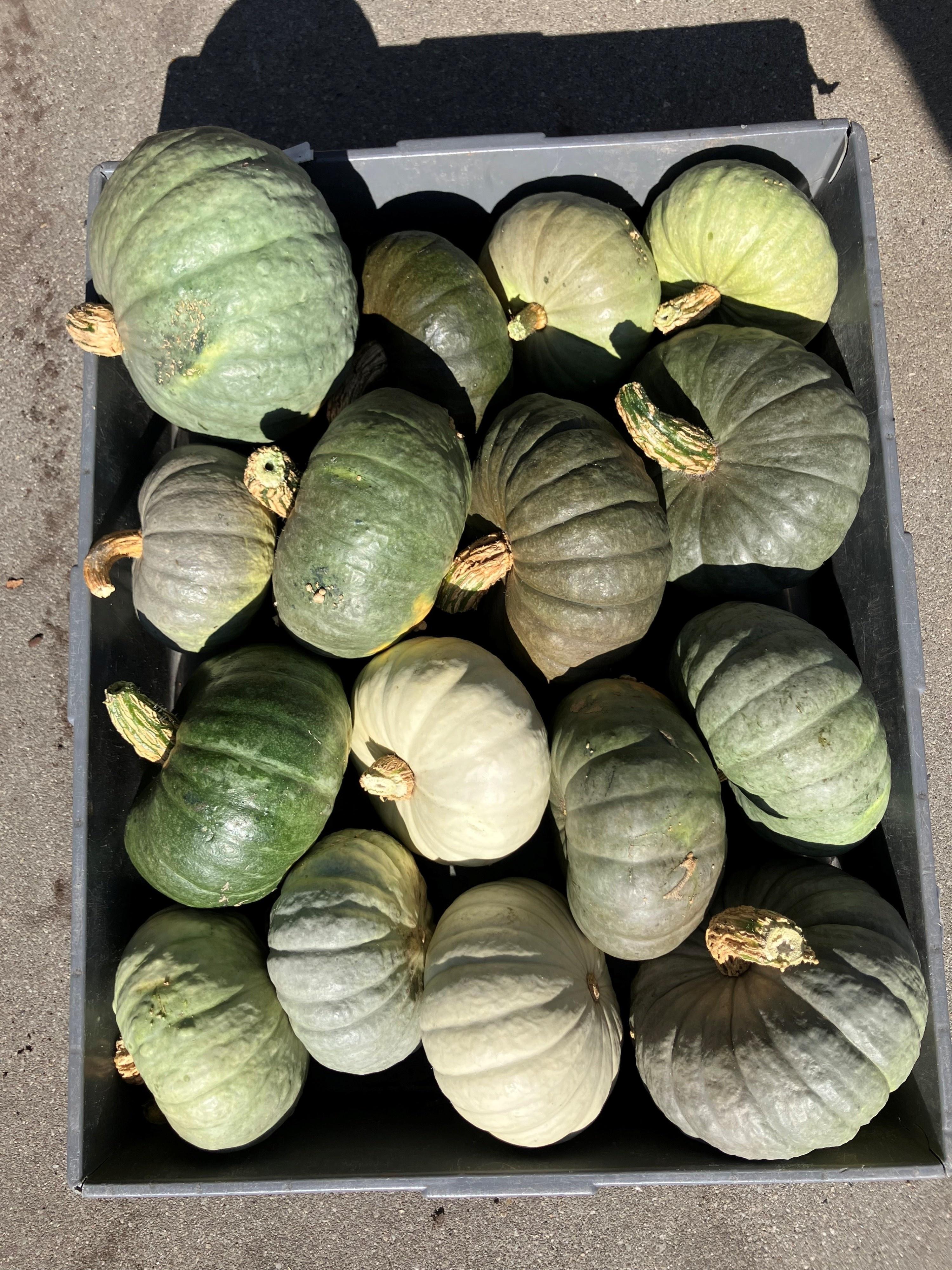 . Cucurbita Pepo
