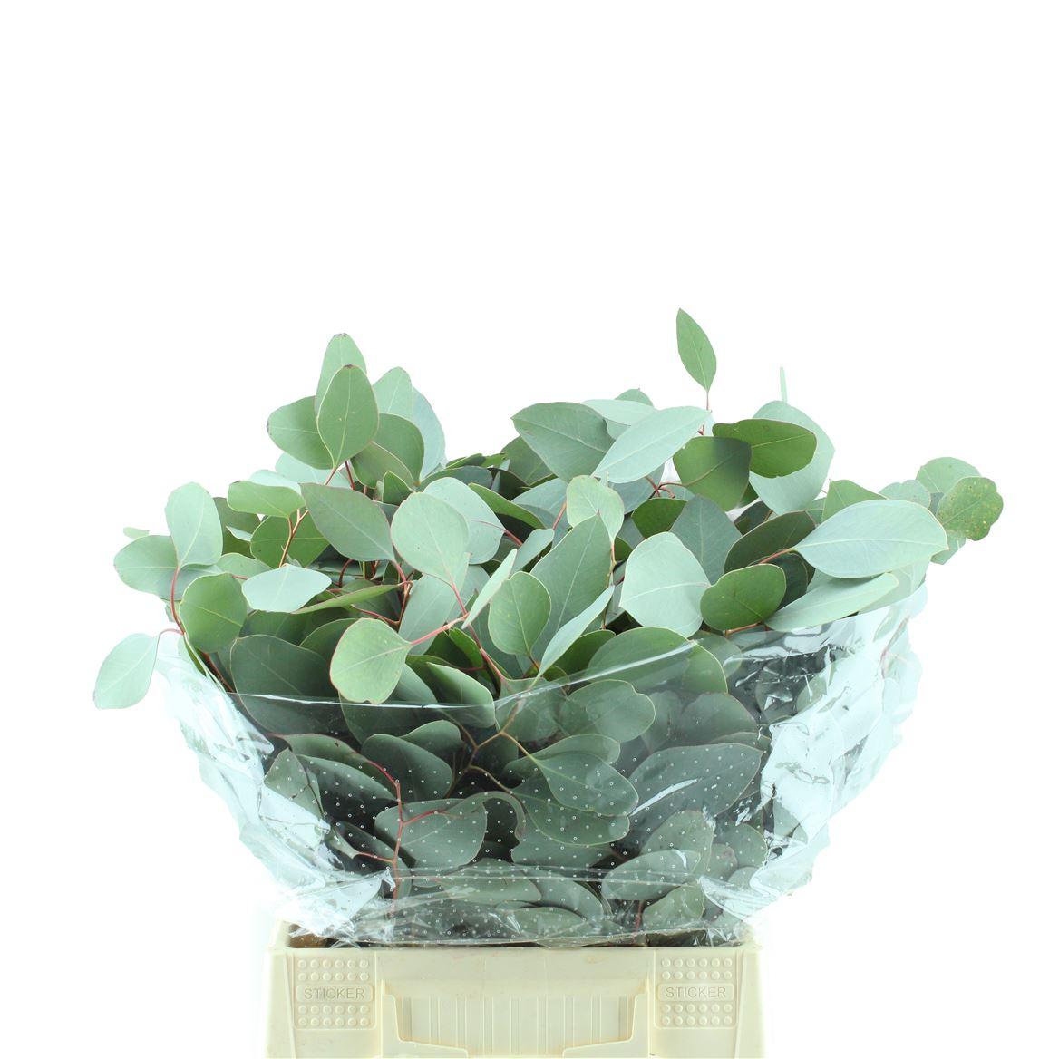 Populus Kort