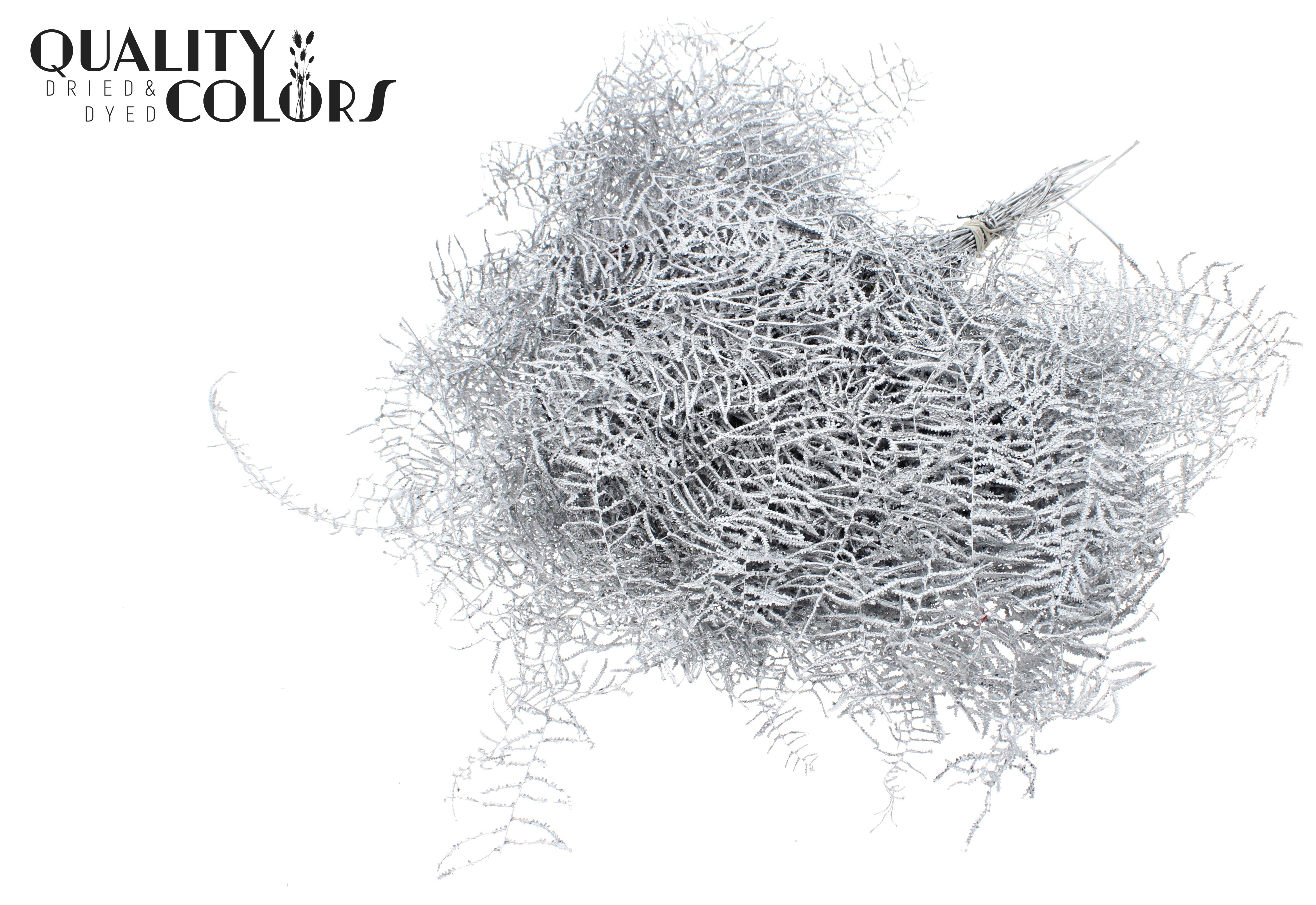 Gleichenia Silver Per Bunch