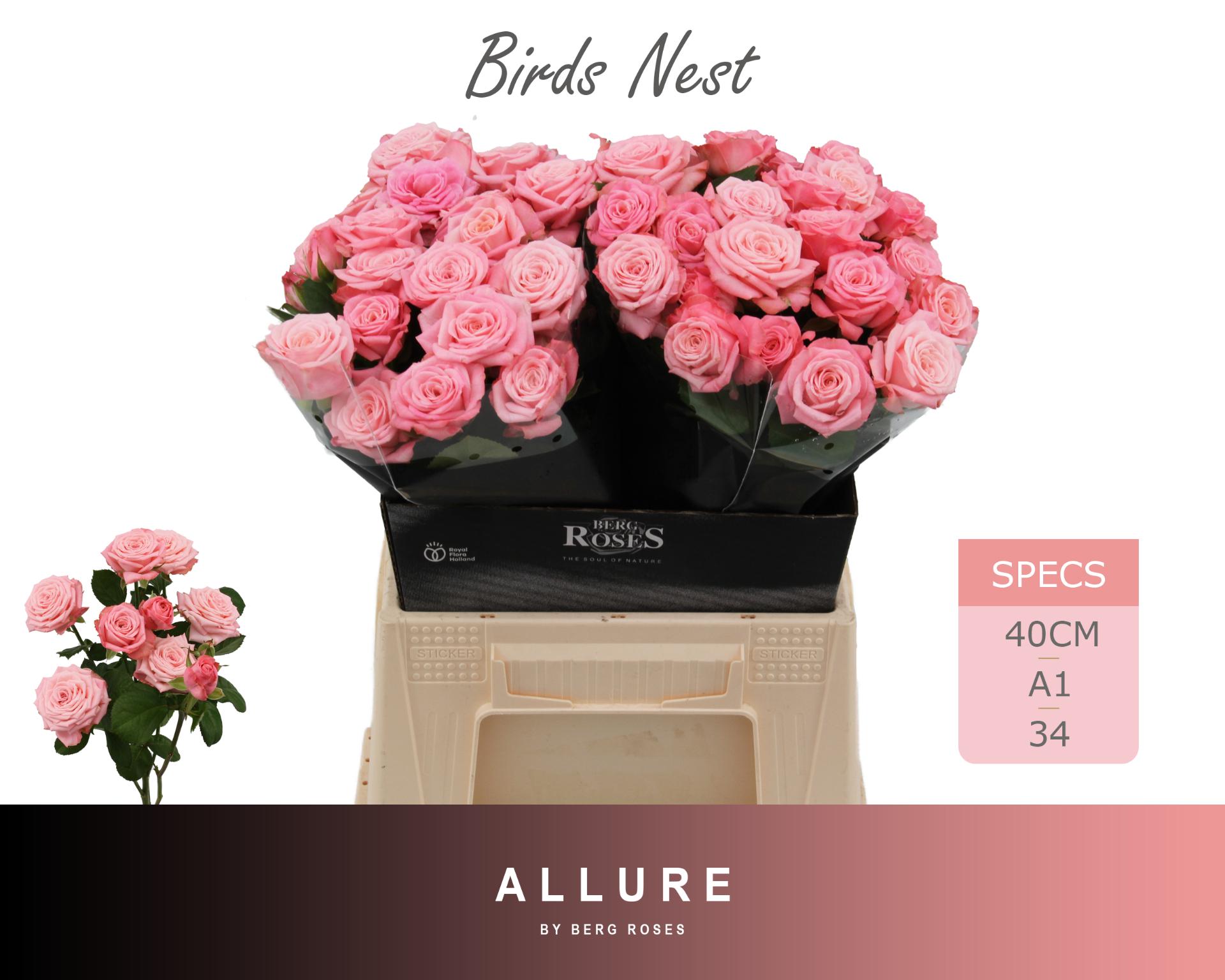 Rosa Spr Birds Nest+ 40cm