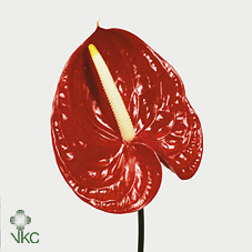 Anthurium Tropical