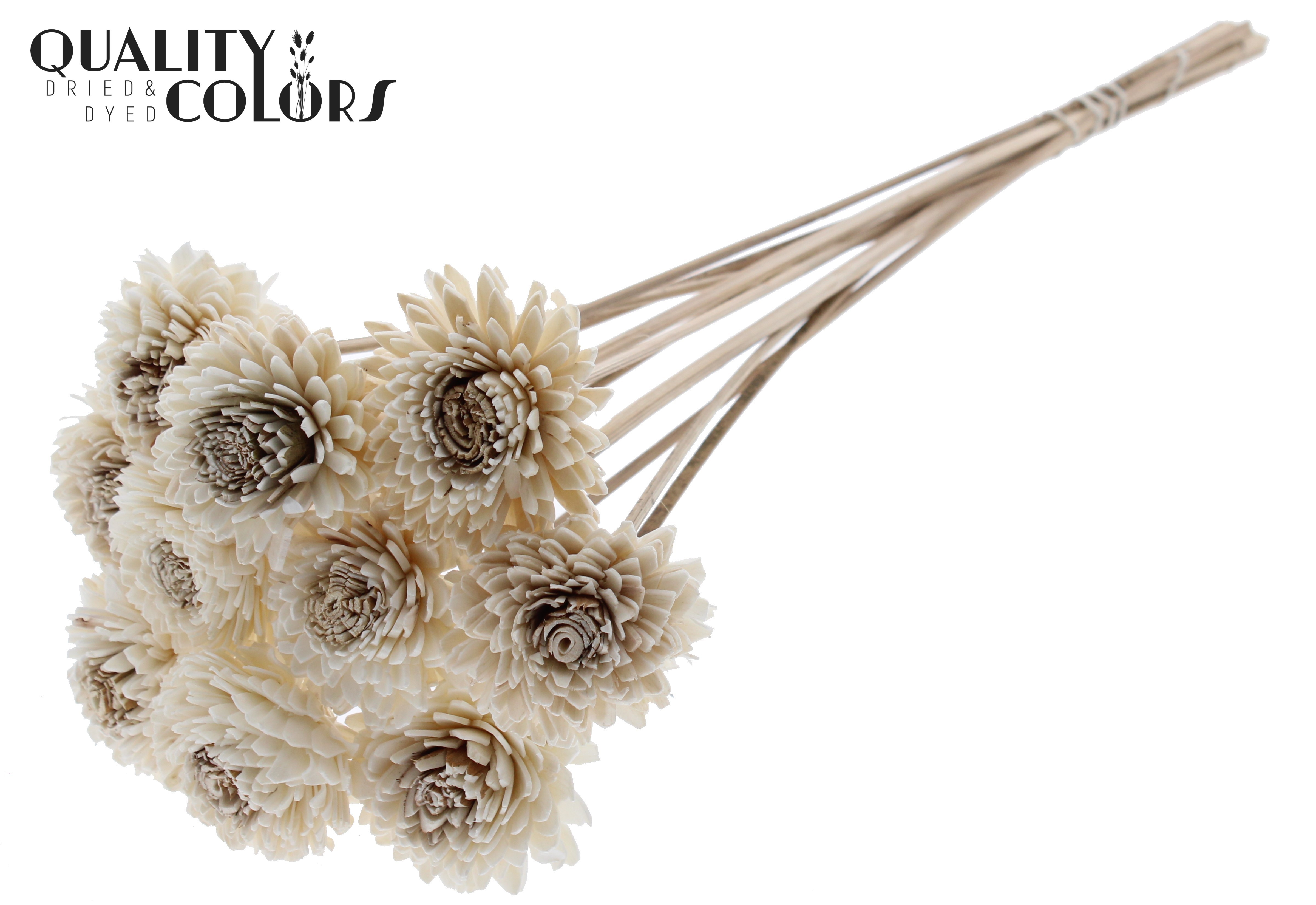 Shola Zinia Natural 50cm