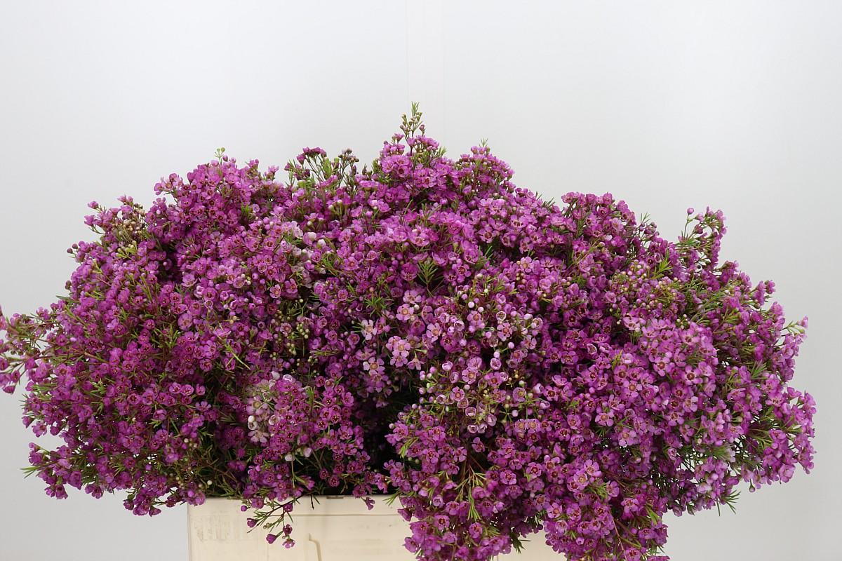 Chamelaucium Mars