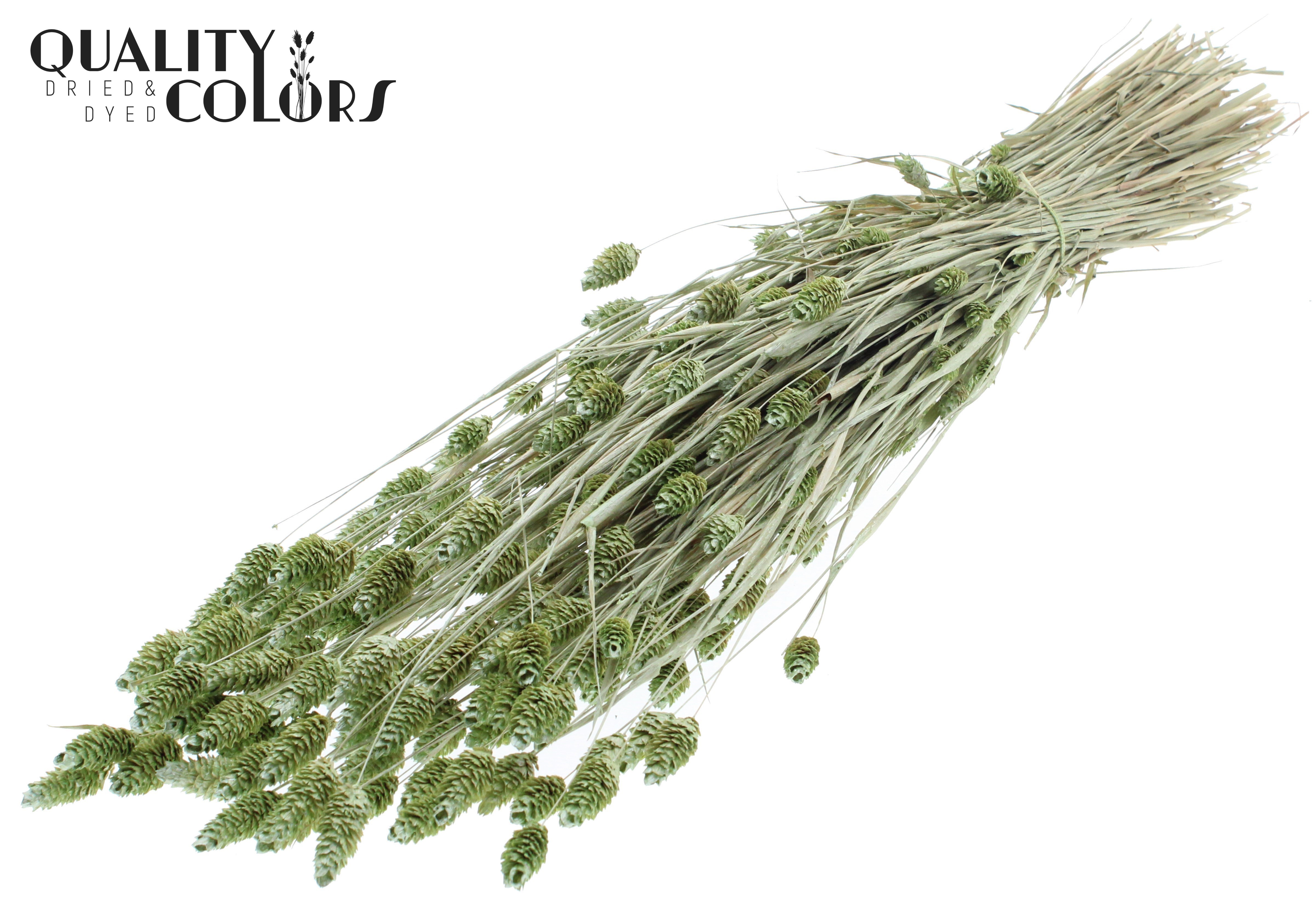 Phalaris Pearl Mint Green Per Bunch 60cm 220gr.