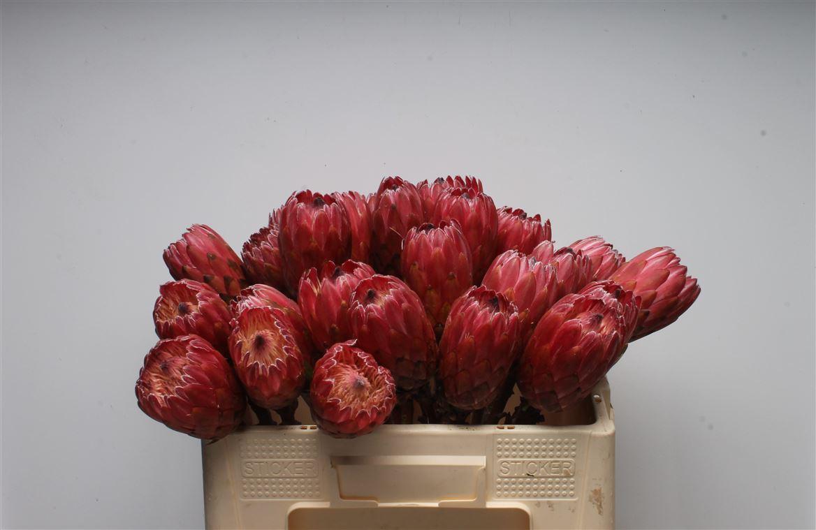 Protea Red Ice No Leaves