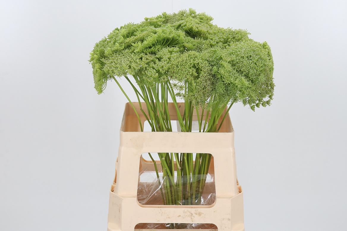 Ammi Majus Visnaga Zaad