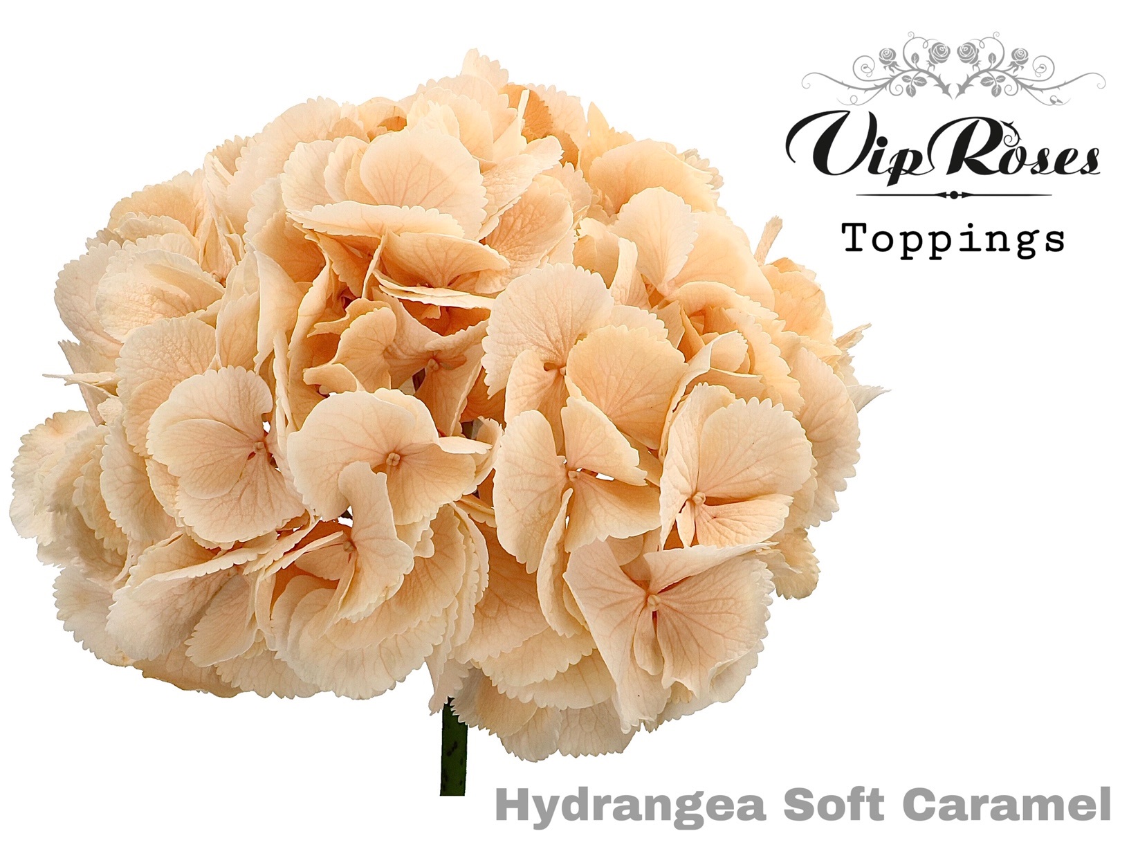 Hydr M Soft Caramel 60 Cm 60 cm