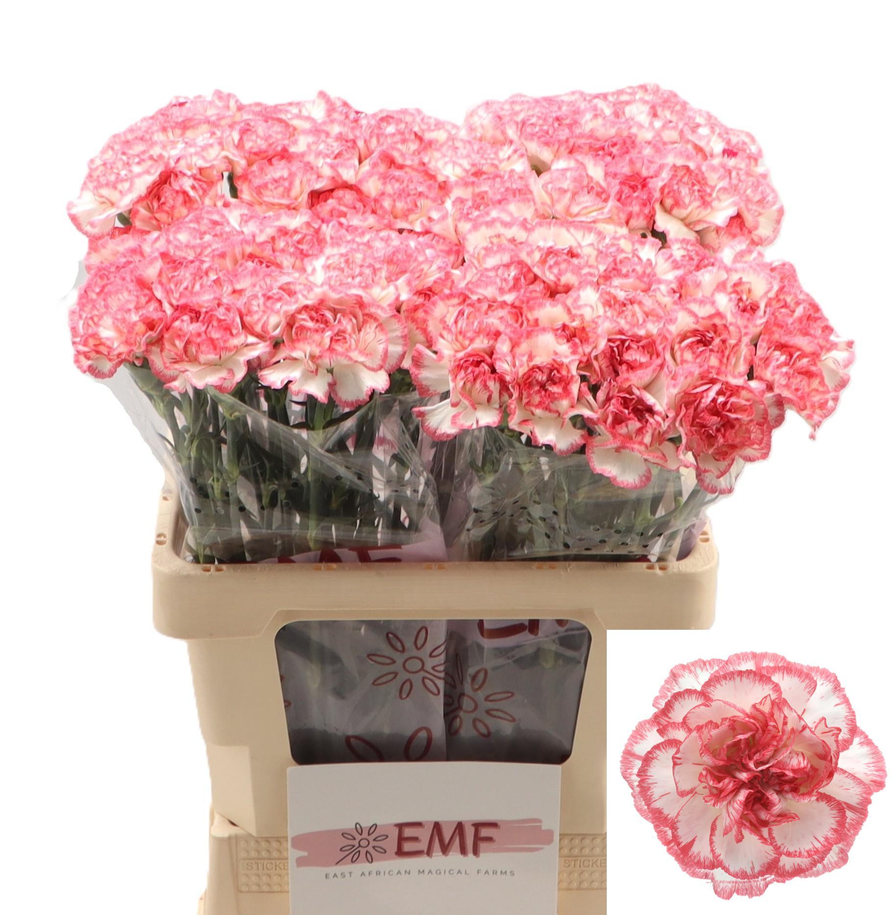 Dianthus St Bacarat Pink 60cm