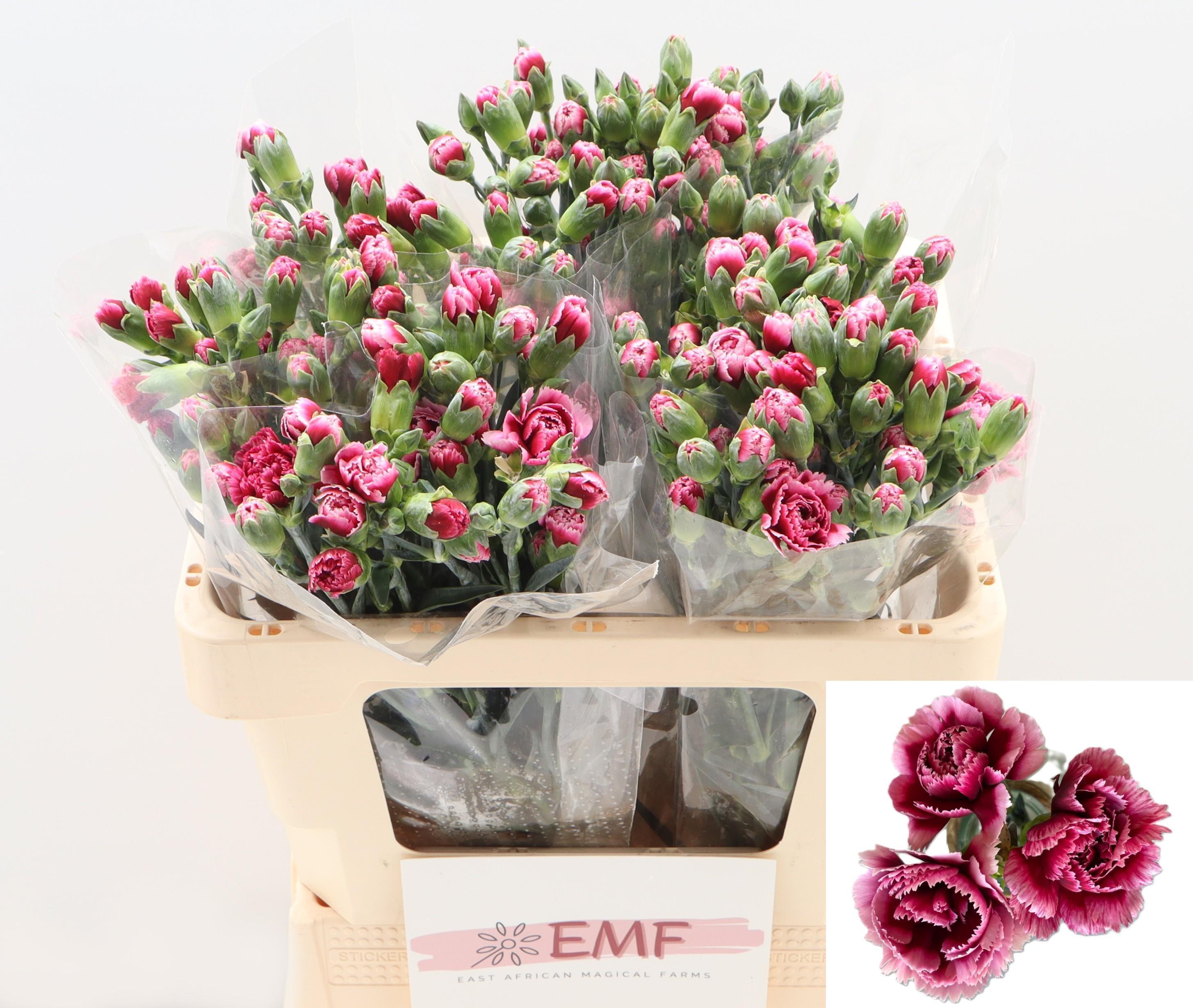 Dianthus Spray Aura+ 55cm