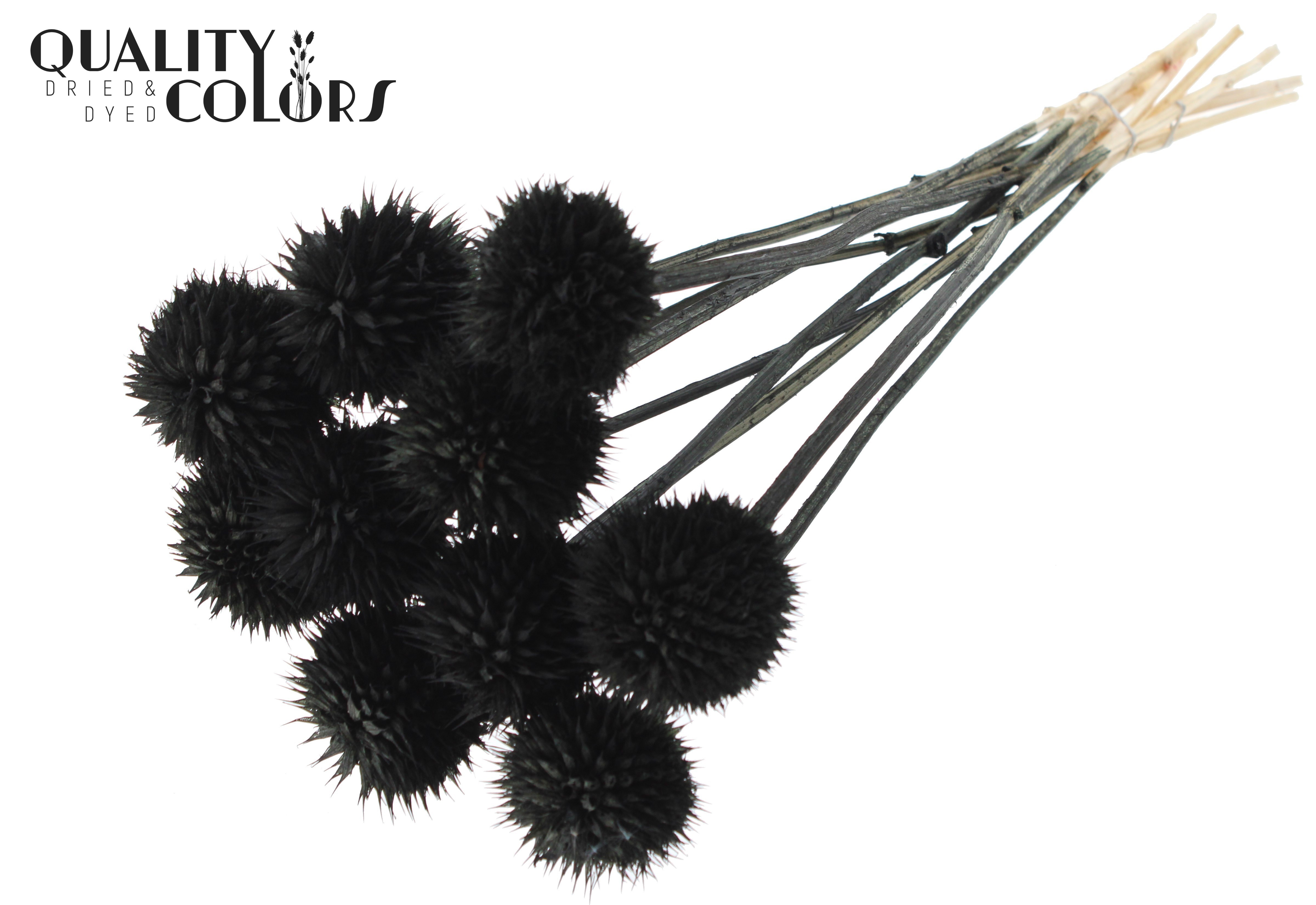 Leonotis Leonurus Black Per Bunch 50cm