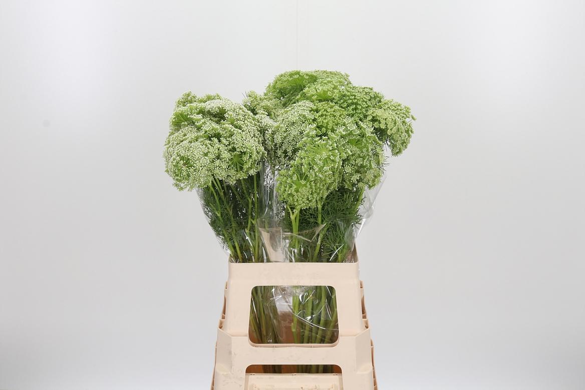 Ammi Majus Visnaga