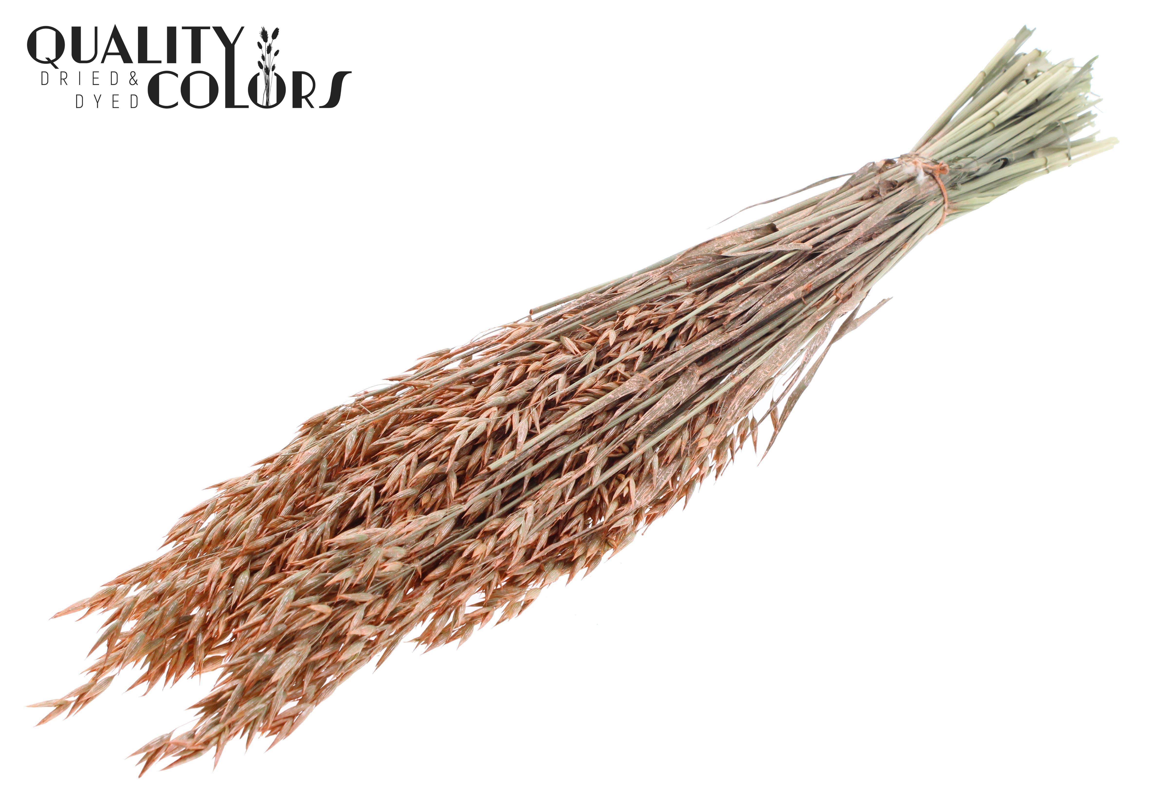 Avena Pearl Orange Per Bunch 60cm