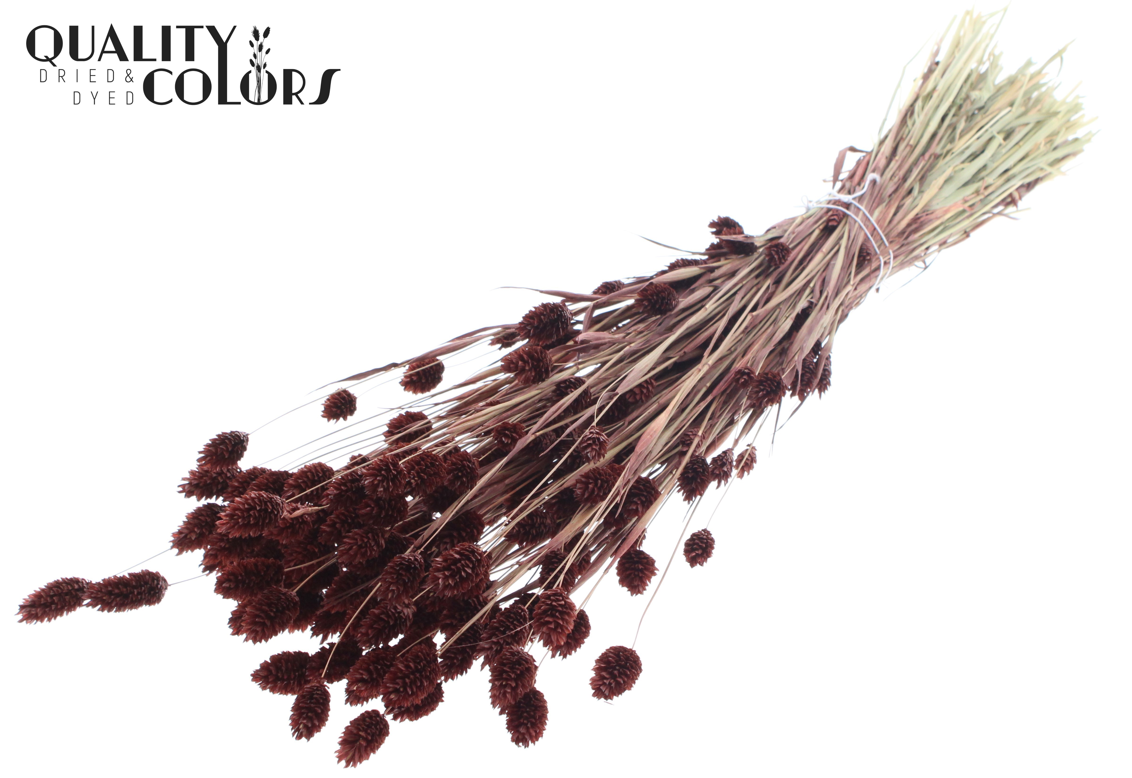 Phalaris Brown Per Bunch 60cm 220gr.