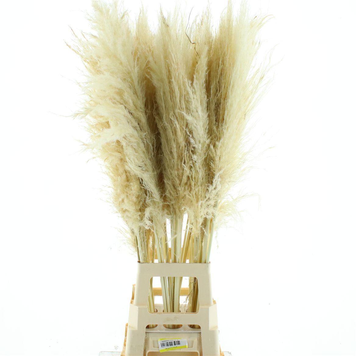 Corta Dried Bleached White