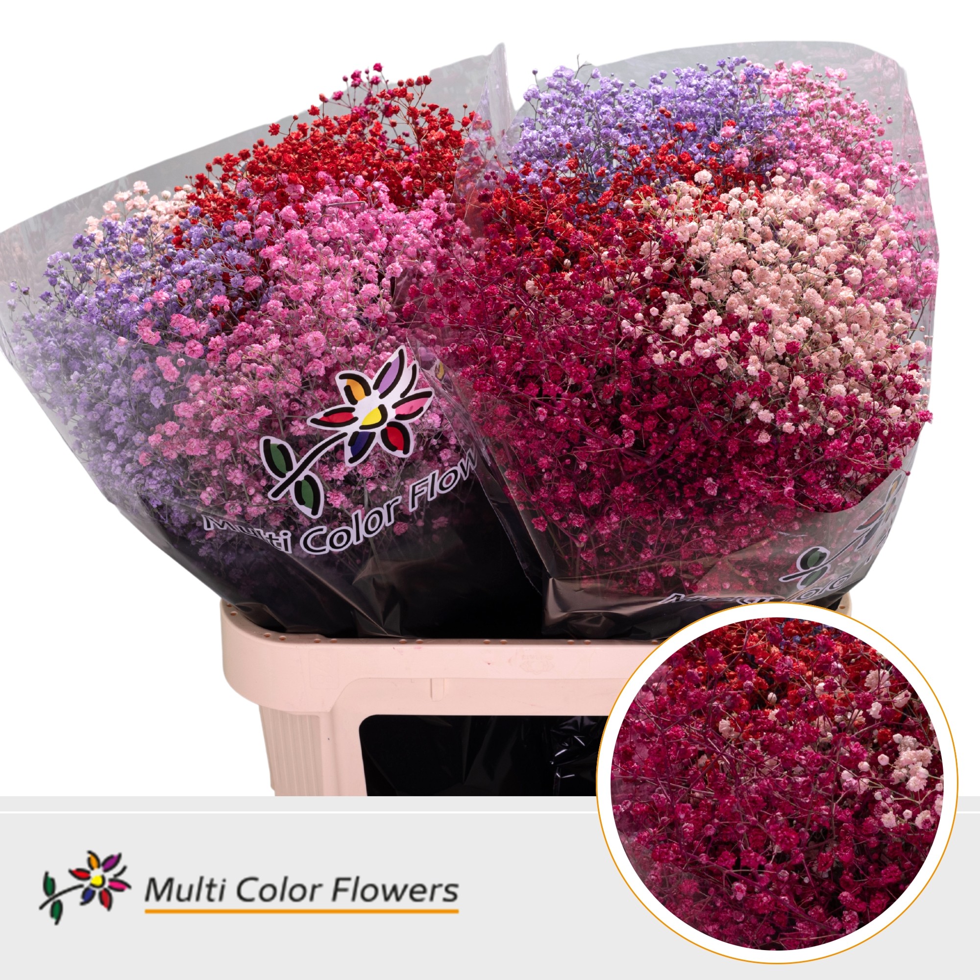 Gypsophila Painted Xlence Love Mix 80cm