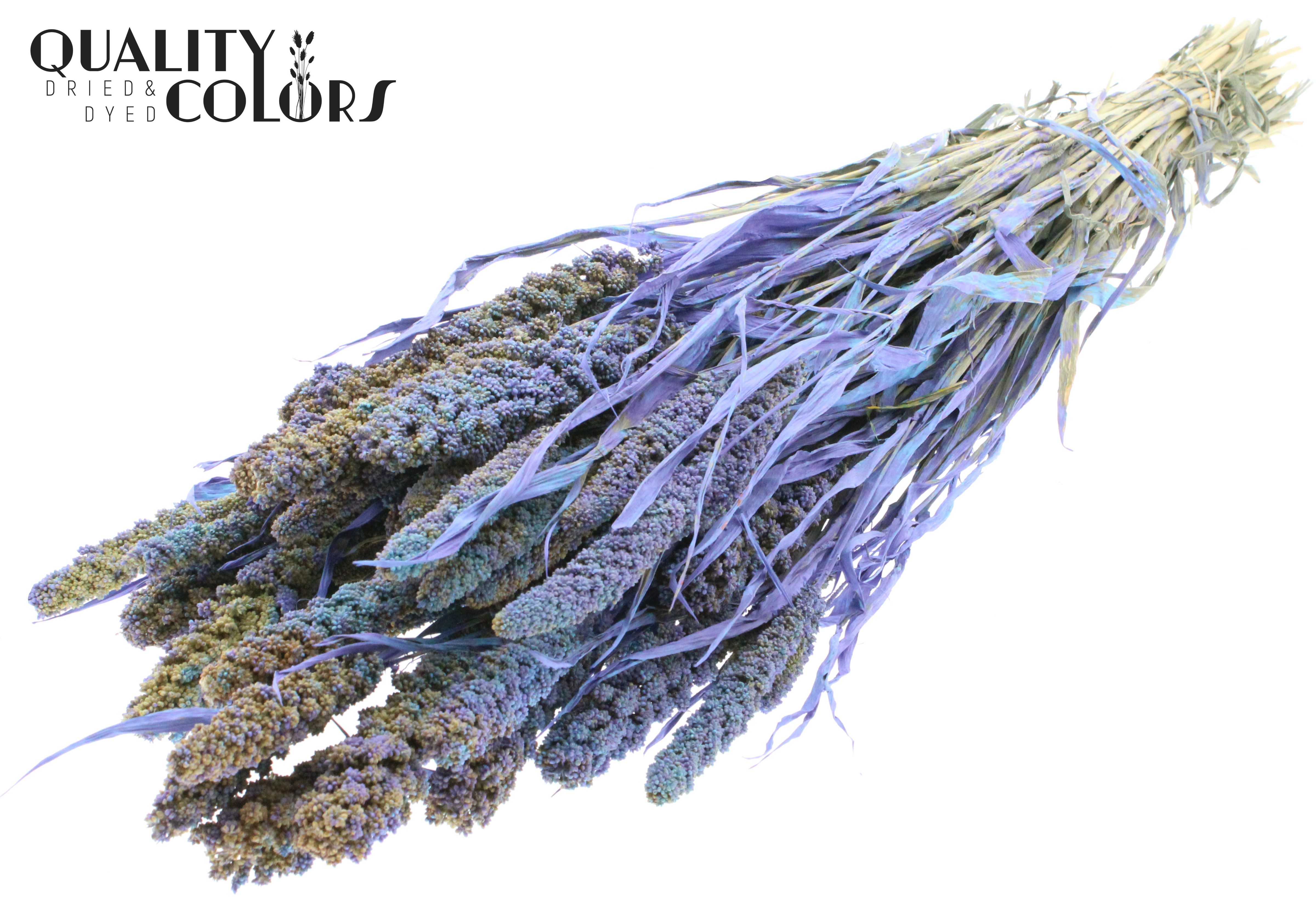 Panicum Light Blue Per Bunch 60cm