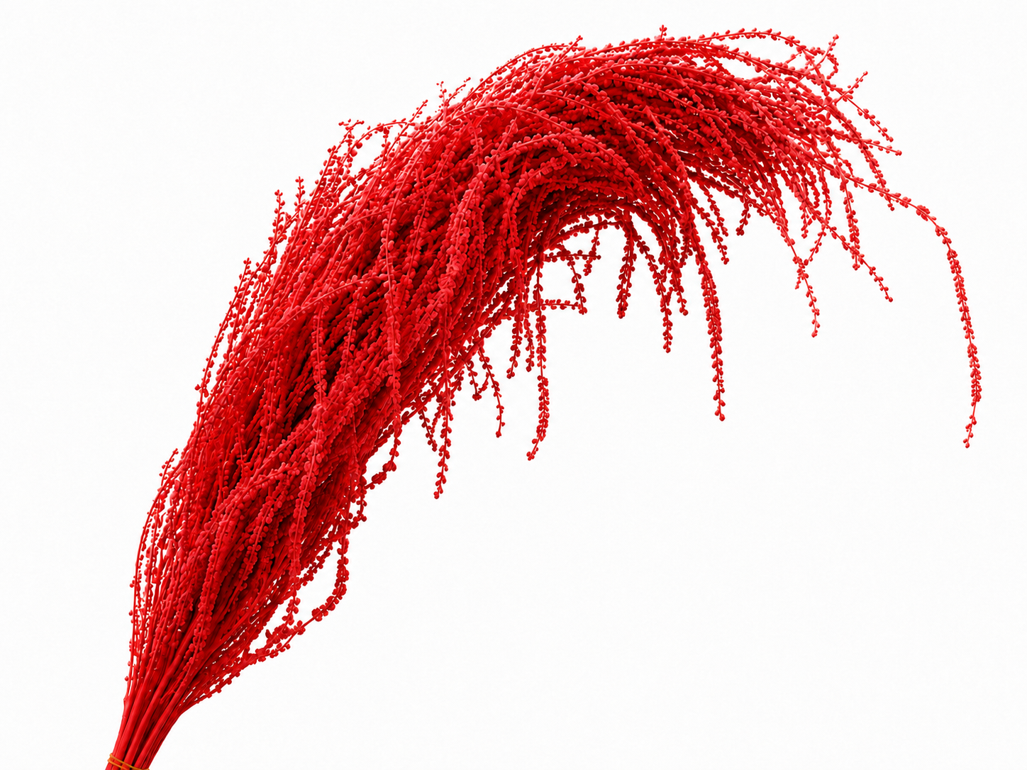 Dried Bleached Amaranthus Caudatus Red