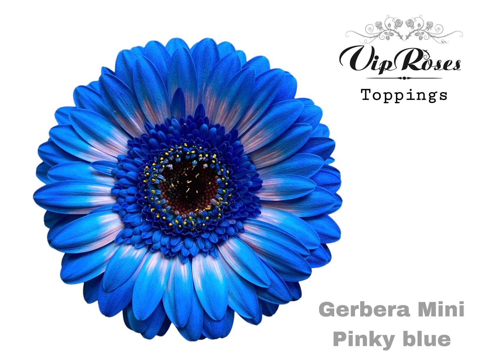 Gerbera Mini Colrbeh