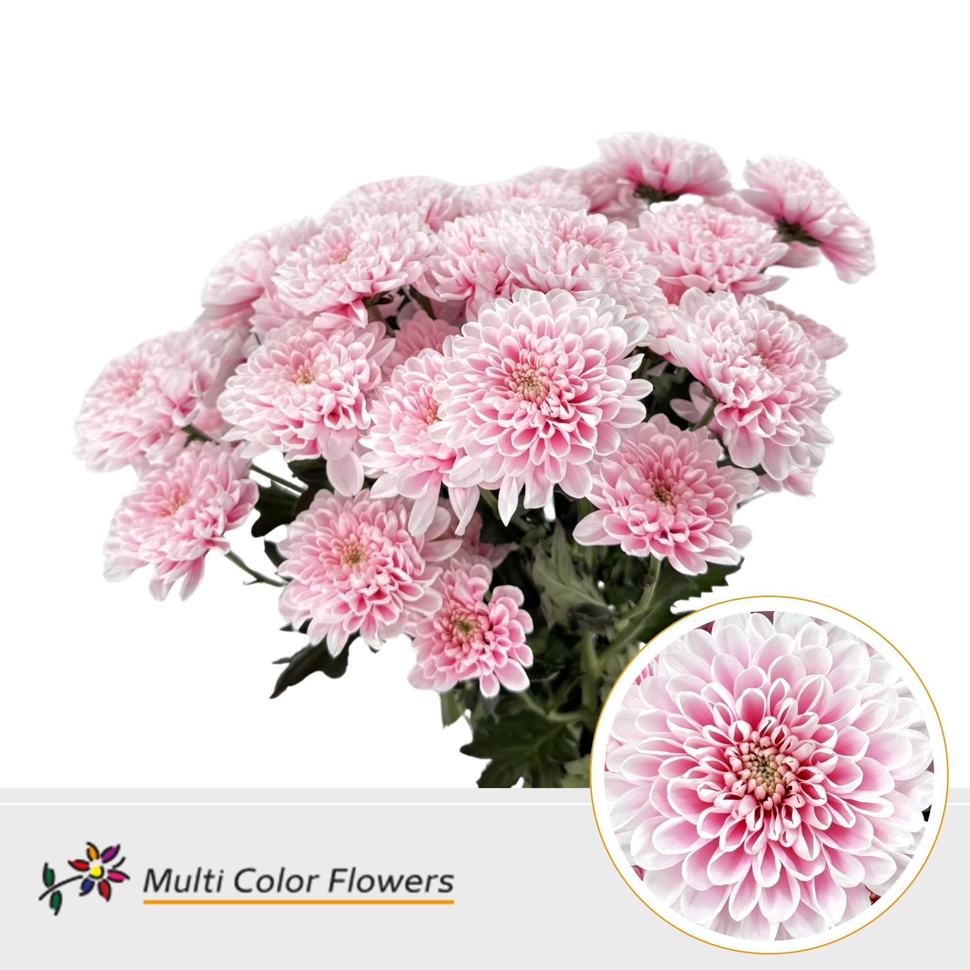 Chrysanth Spray Painted Altaj Soft Pink 60cm