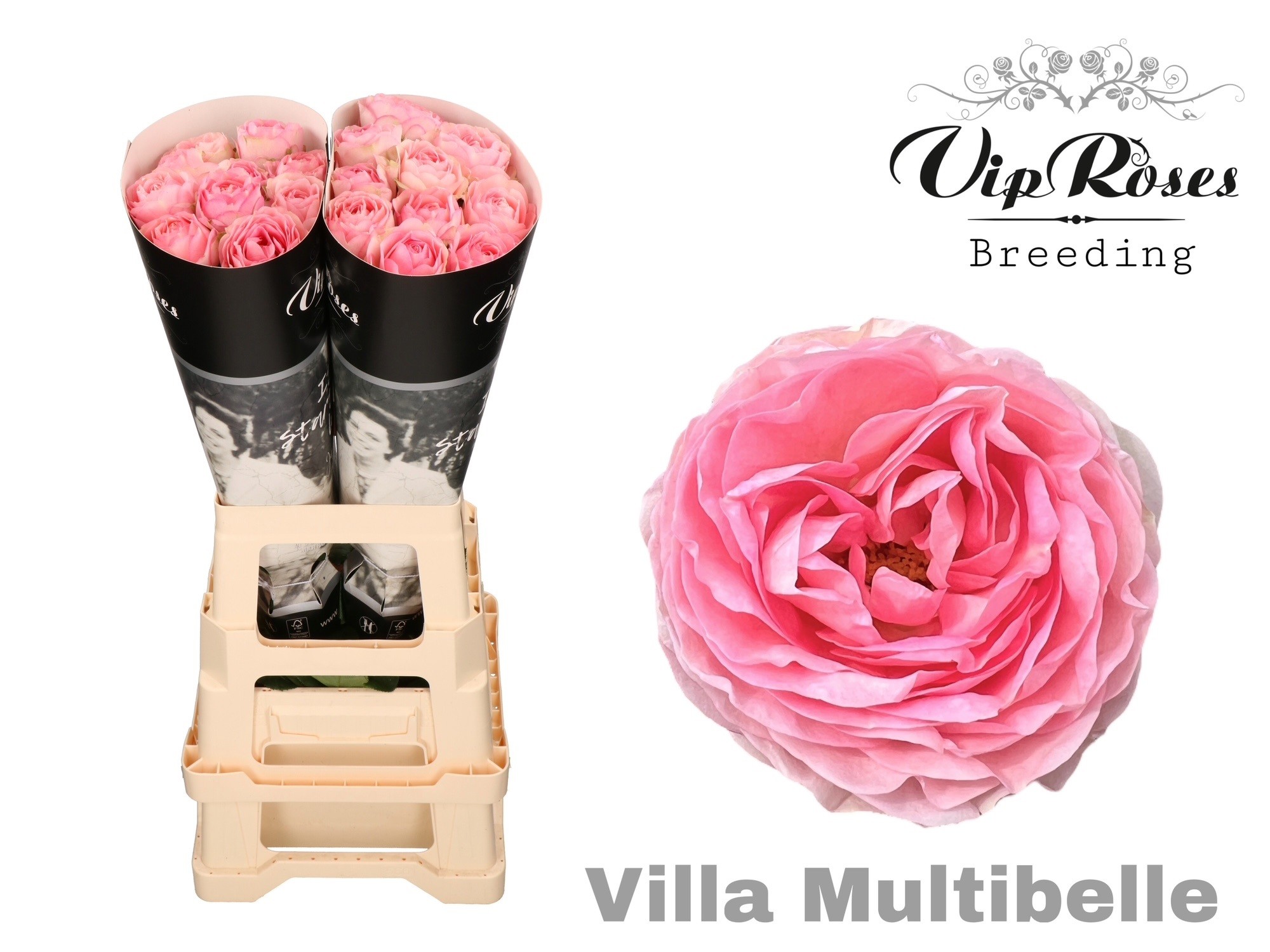 R Gr Villa Multibelle 70 cm