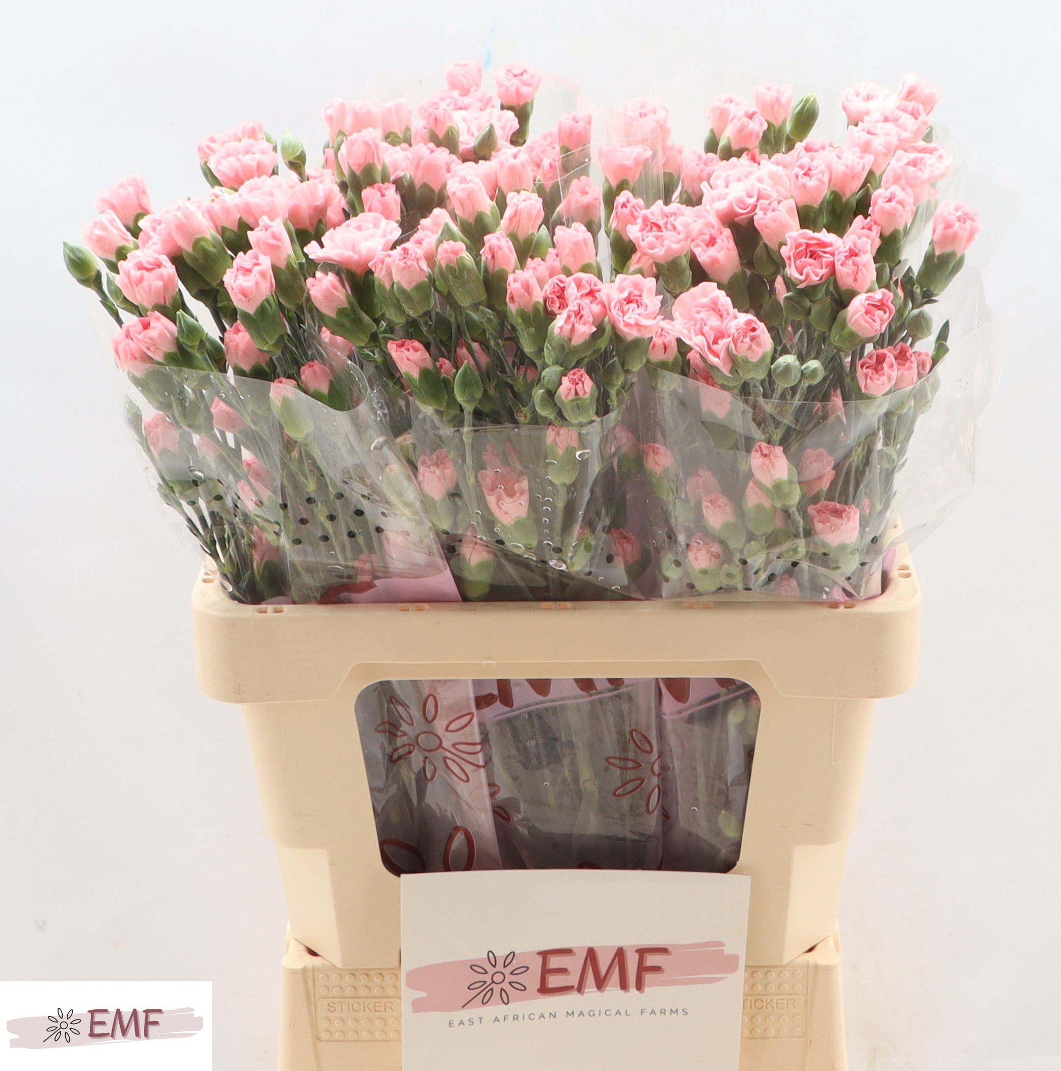 Di Tr Rascal Pink