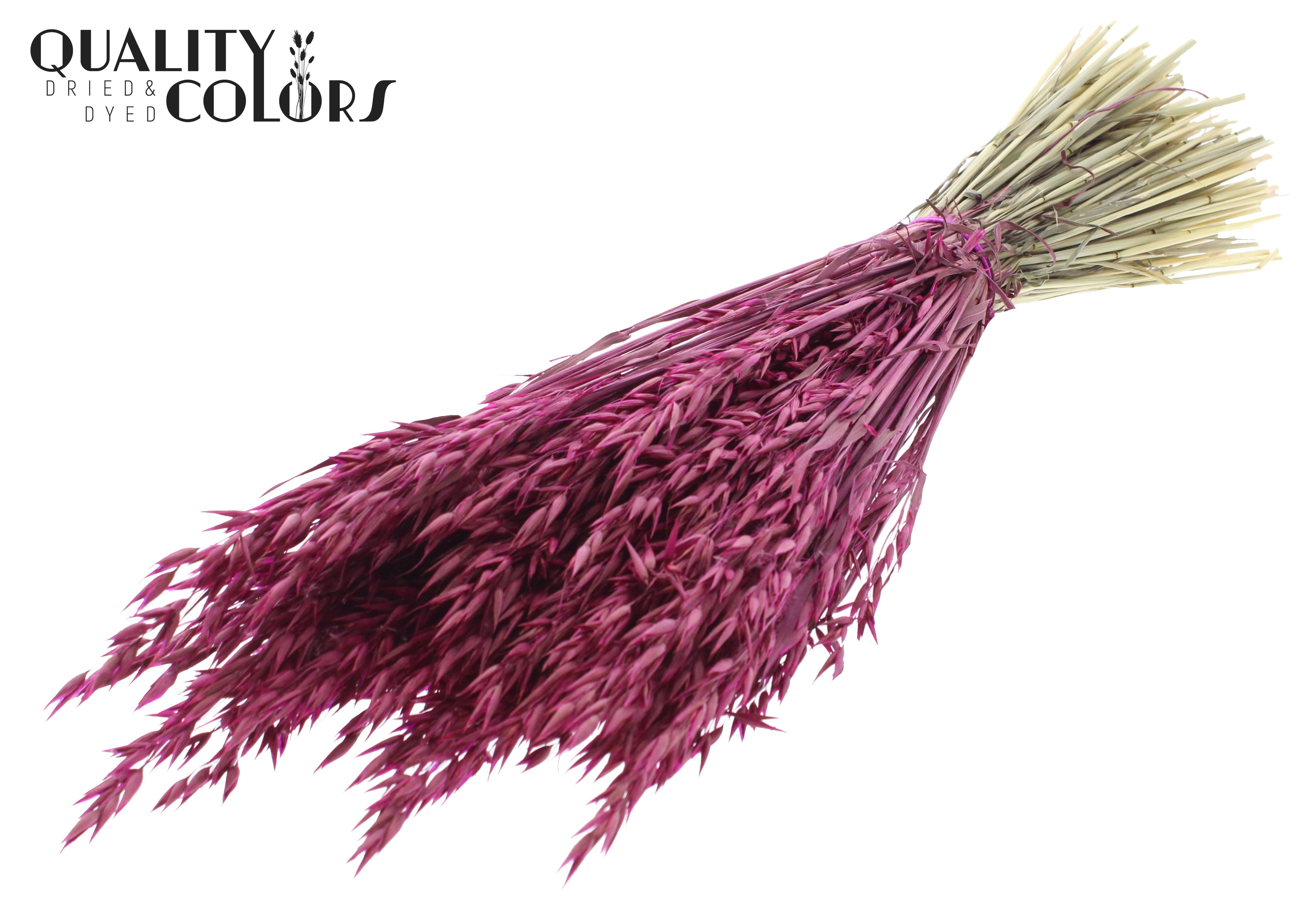 Avena Lilac Per Bunch 60cm